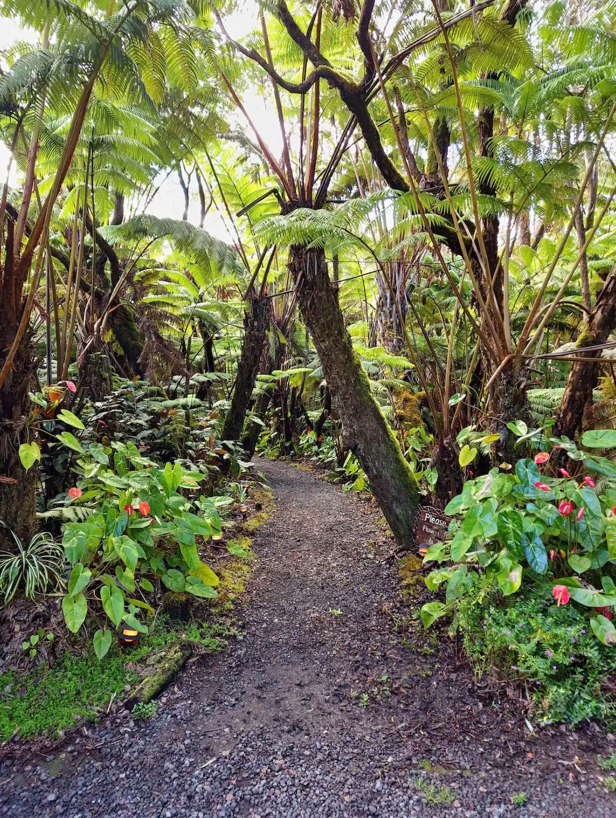 A winding gravel path is framed by lush greenery and vibrant foliage in a tropical forest setting. Tall Hapu'u trees rise above, with various plants and flowers lining the trail, creating a serene and immersive natural environment.