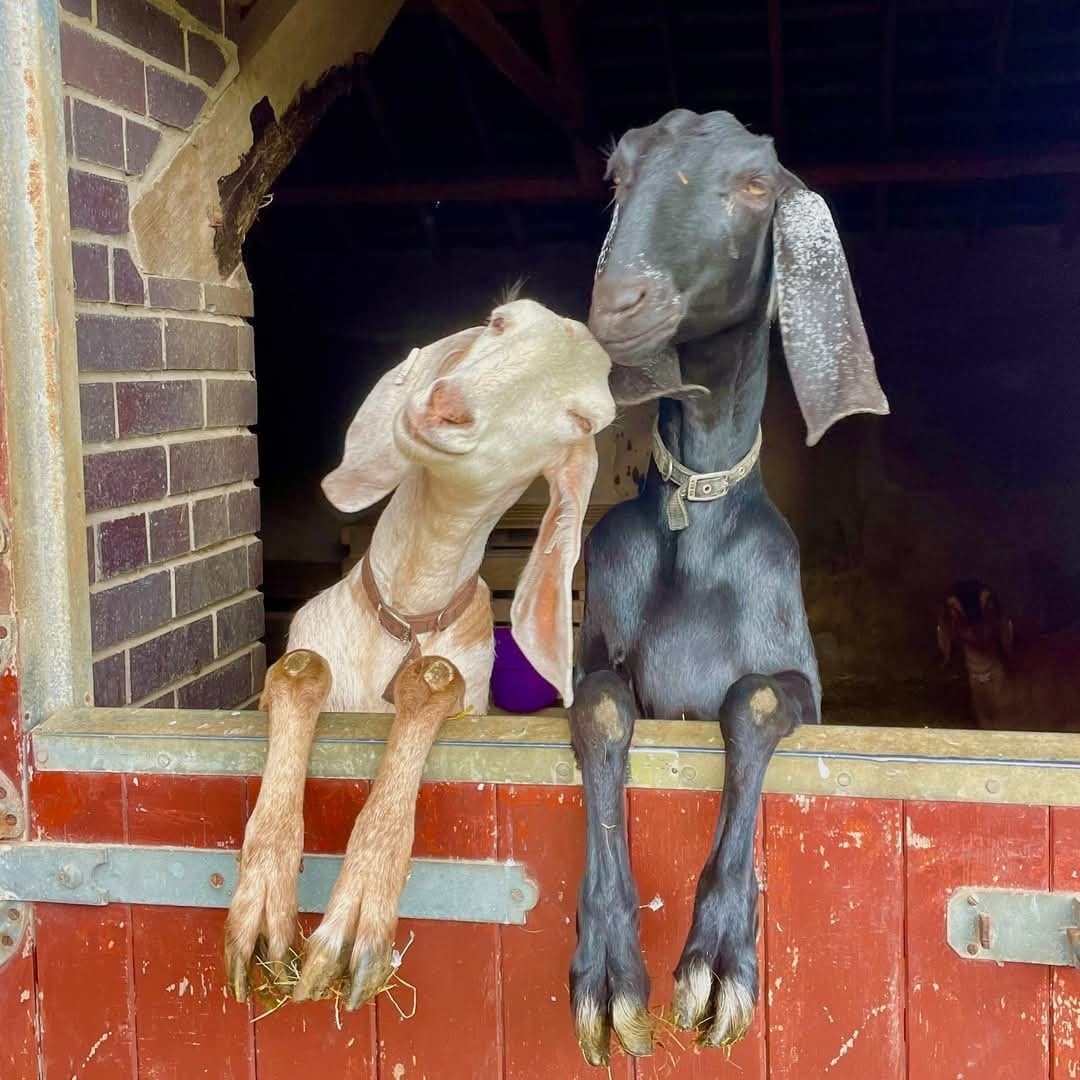 Two goats are seen peering out from a rustic wooden barn with a red door. One goat is cream-colored with light markings, while the other is black with a sleek coat. Their curious expressions and playful interaction invite an enjoyable atmosphere on the smallholding.