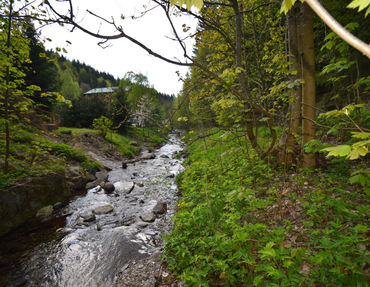 A gentle stream flows over smooth stones, surrounded by lush greenery. Trees with fresh leaves line the bank, creating a serene environment. The sounds of the water and rustling leaves contribute to the peaceful atmosphere of the natural setting.