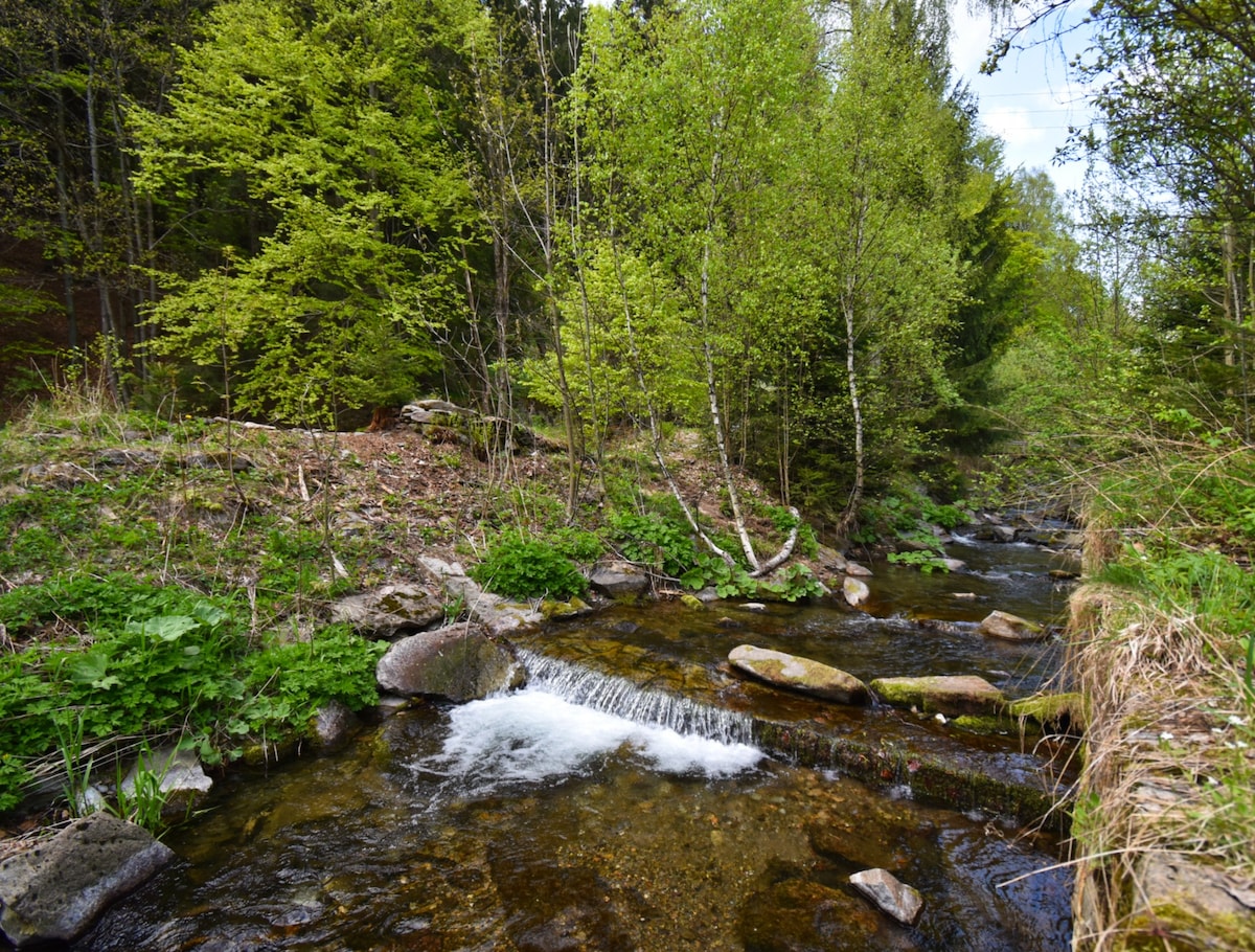 A gentle stream flows over smooth stones, surrounded by lush greenery and trees. Sunlight filters through the leaves, creating a serene atmosphere. The natural landscape features various shades of green, showcasing the beauty of the forest environment.