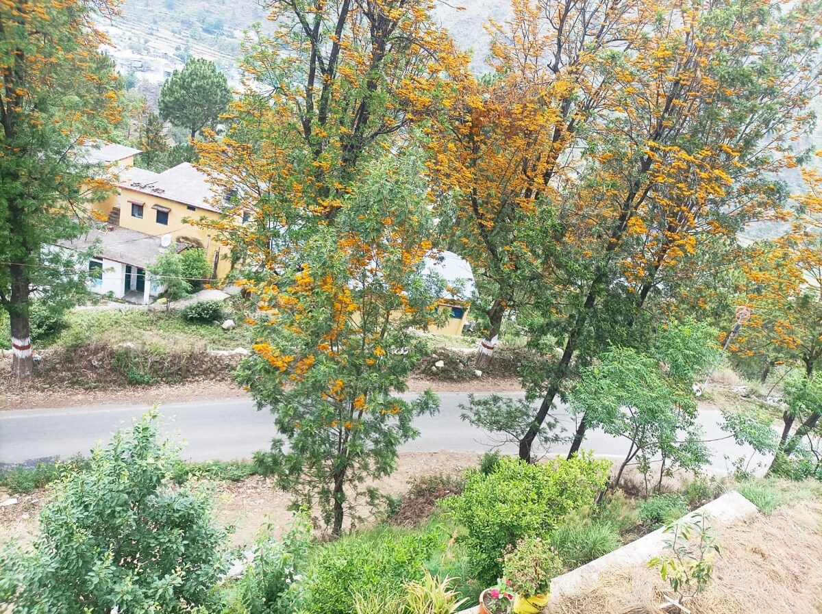 A scenic view captures a winding road framed by vibrant trees with autumn foliage. The background showcases several buildings nestled among greenery, reflecting a tranquil rural atmosphere. The hilly terrain enhances the natural setting, with leaves displaying various shades of orange and green.