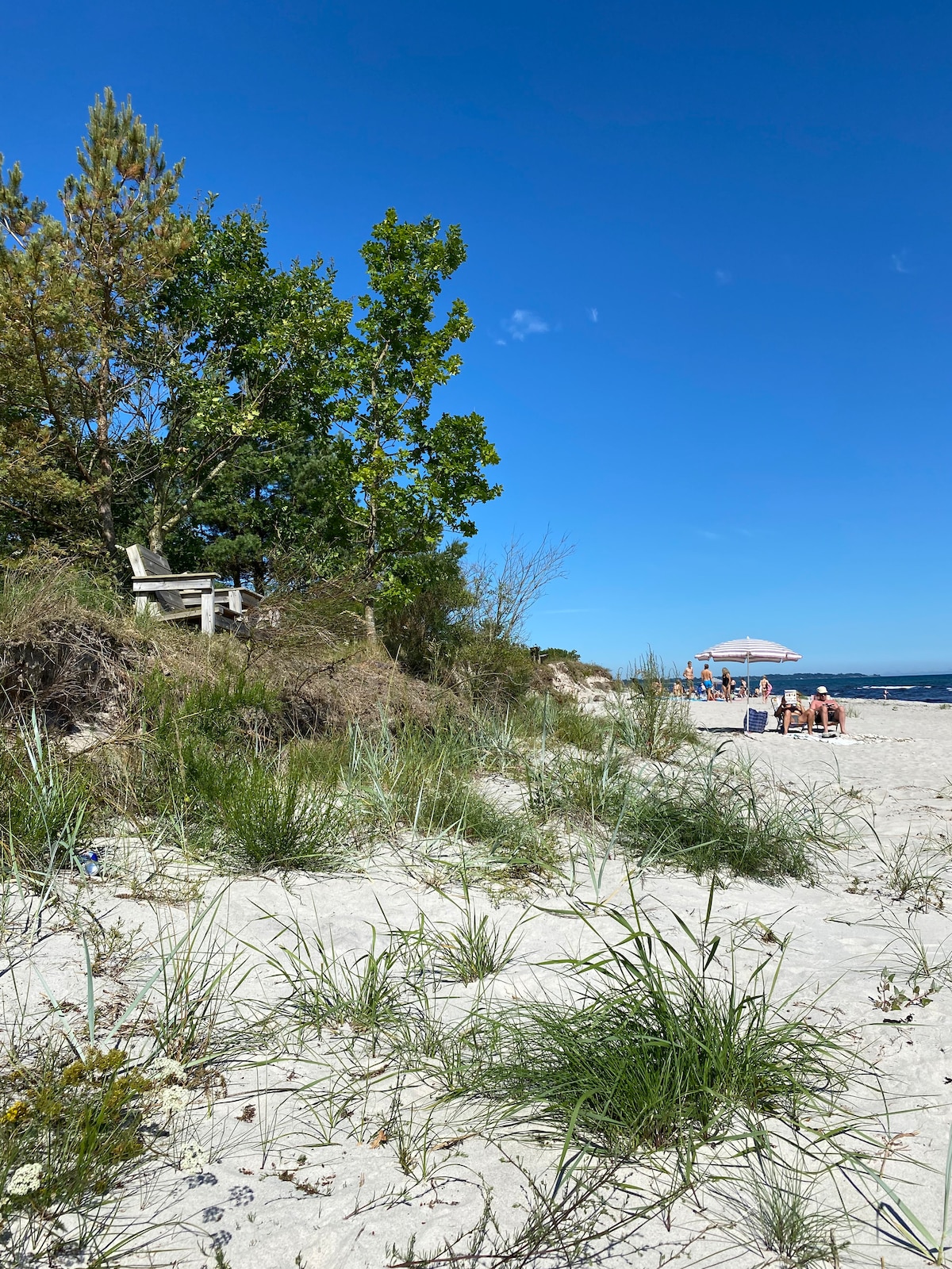 A sandy beach area is surrounded by lush greenery and small dunes. Sun-bathers are seen under a large umbrella in the background, while a wooden bench is positioned among the trees, providing a view of the ocean beyond the beach.