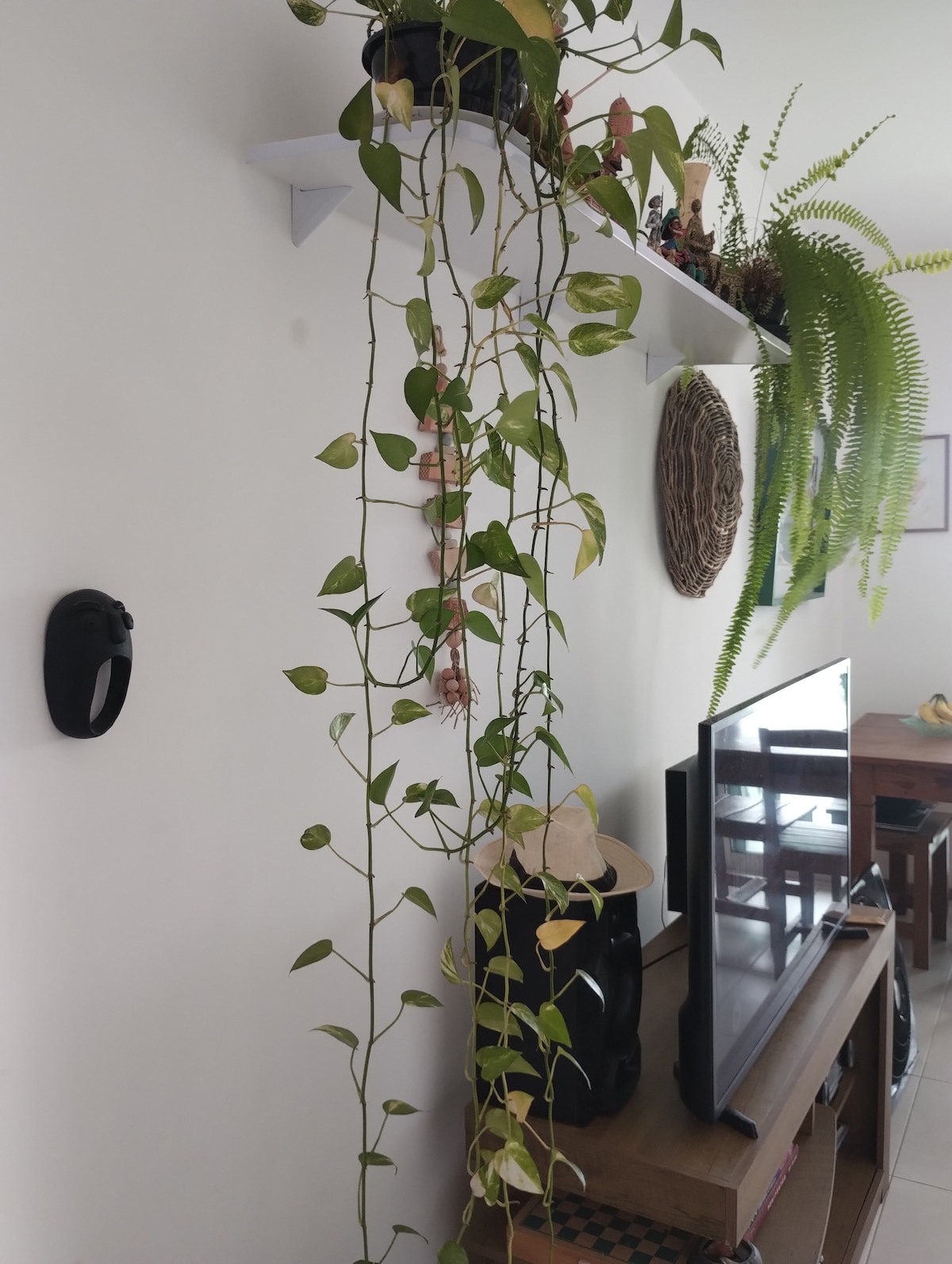 A living area is depicted with a TV unit and a plant shelf showcasing cascading green vines. A dark decorative object rests on a wooden surface, and various plants are arranged thoughtfully along the upper shelf, adding a natural touch to the space.