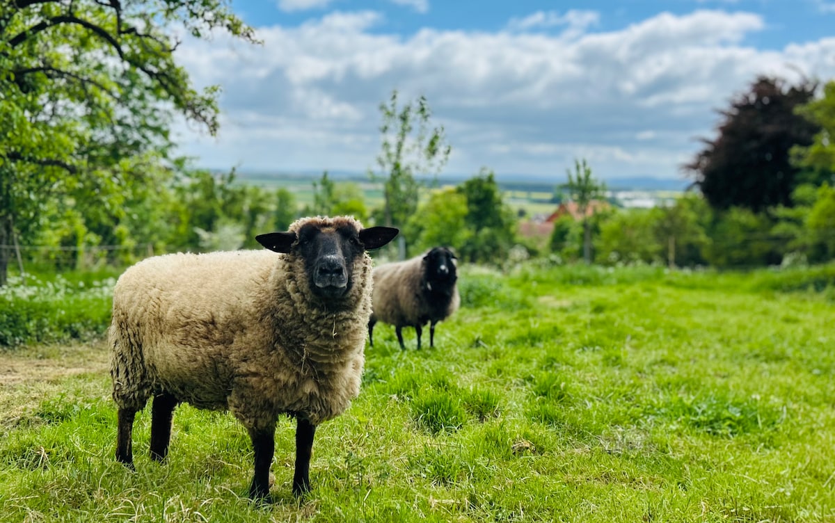 Two sheep are seen grazing in a lush green field, surrounded by trees under a partly cloudy sky. The landscape features rolling hills in the background, creating a serene countryside ambiance.