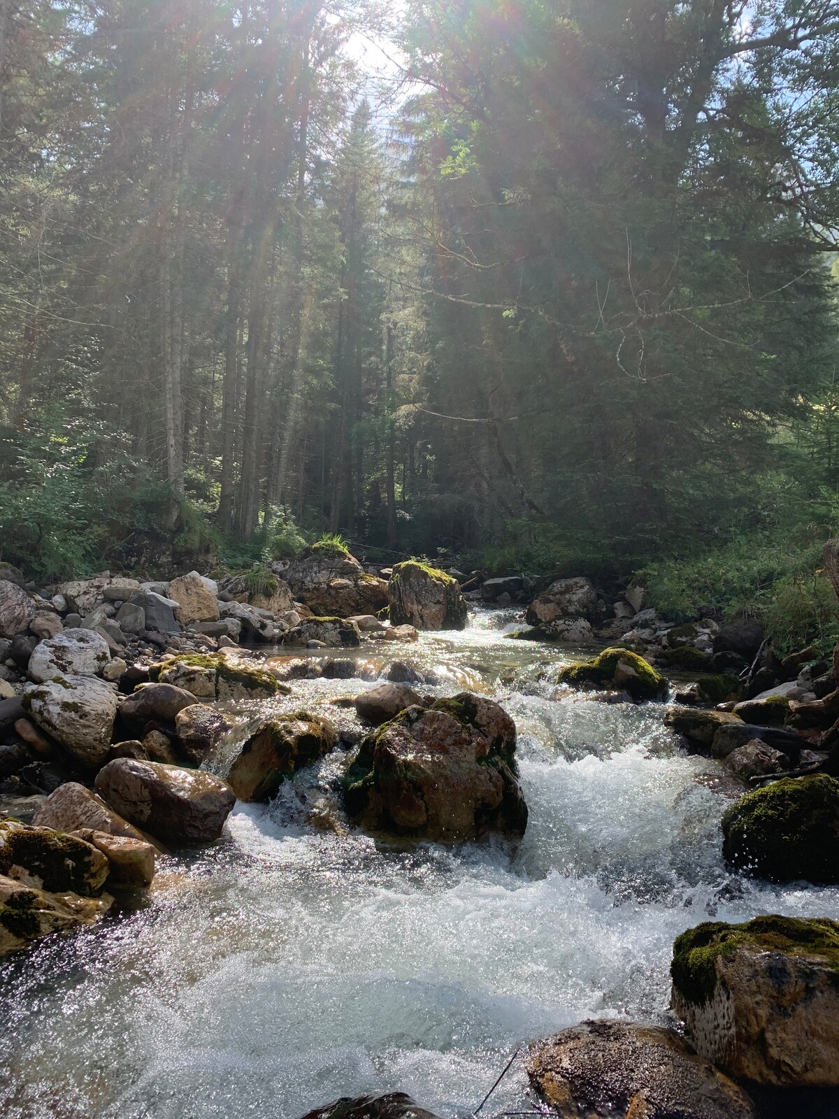 A winding stream flows through a rocky landscape, surrounded by tall trees. Sunlight filters through the branches, creating a soft glow on the water's surface. Various sizes of smooth stones are scattered along the bank, with patches of moss clinging to some.