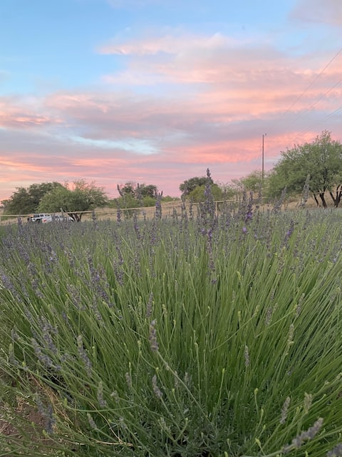 Wild Oak Farm