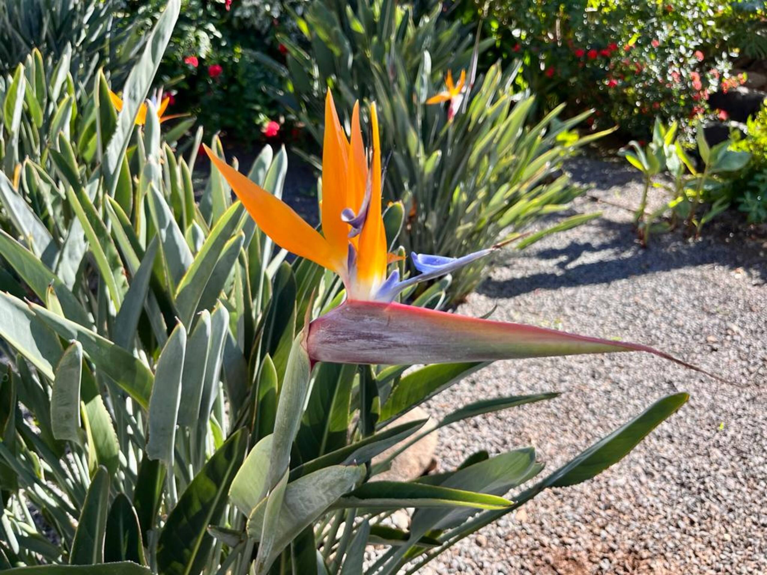 Condo in Kihei · ★5.0 · 1 bedroom · 2 beds · 2 baths - Image 51