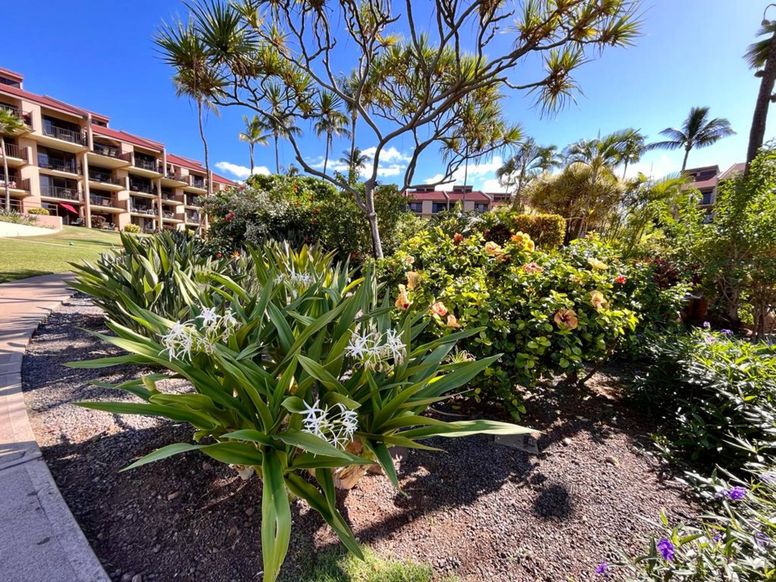 Condo in Kihei · ★5.0 · 1 bedroom · 2 beds · 2 baths - Image 50