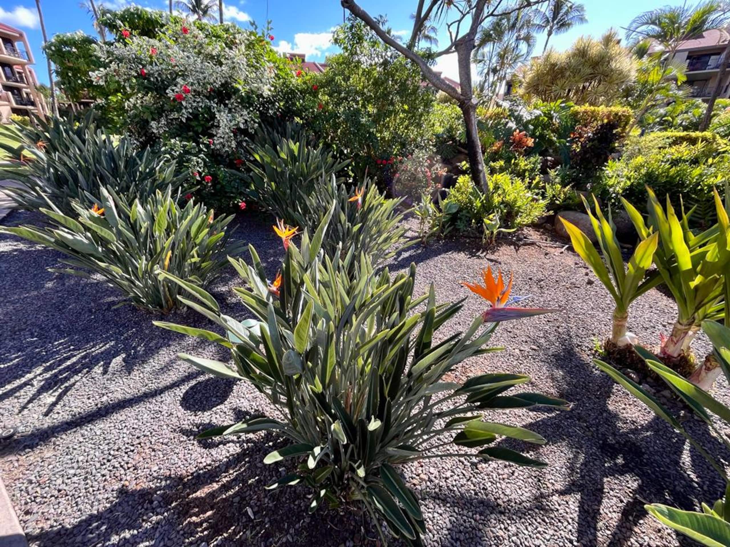 Condo in Kihei · ★5.0 · 1 bedroom · 2 beds · 2 baths - Image 52