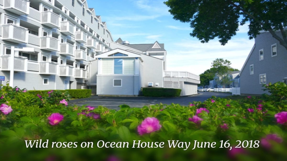 Ocean House — photo 6