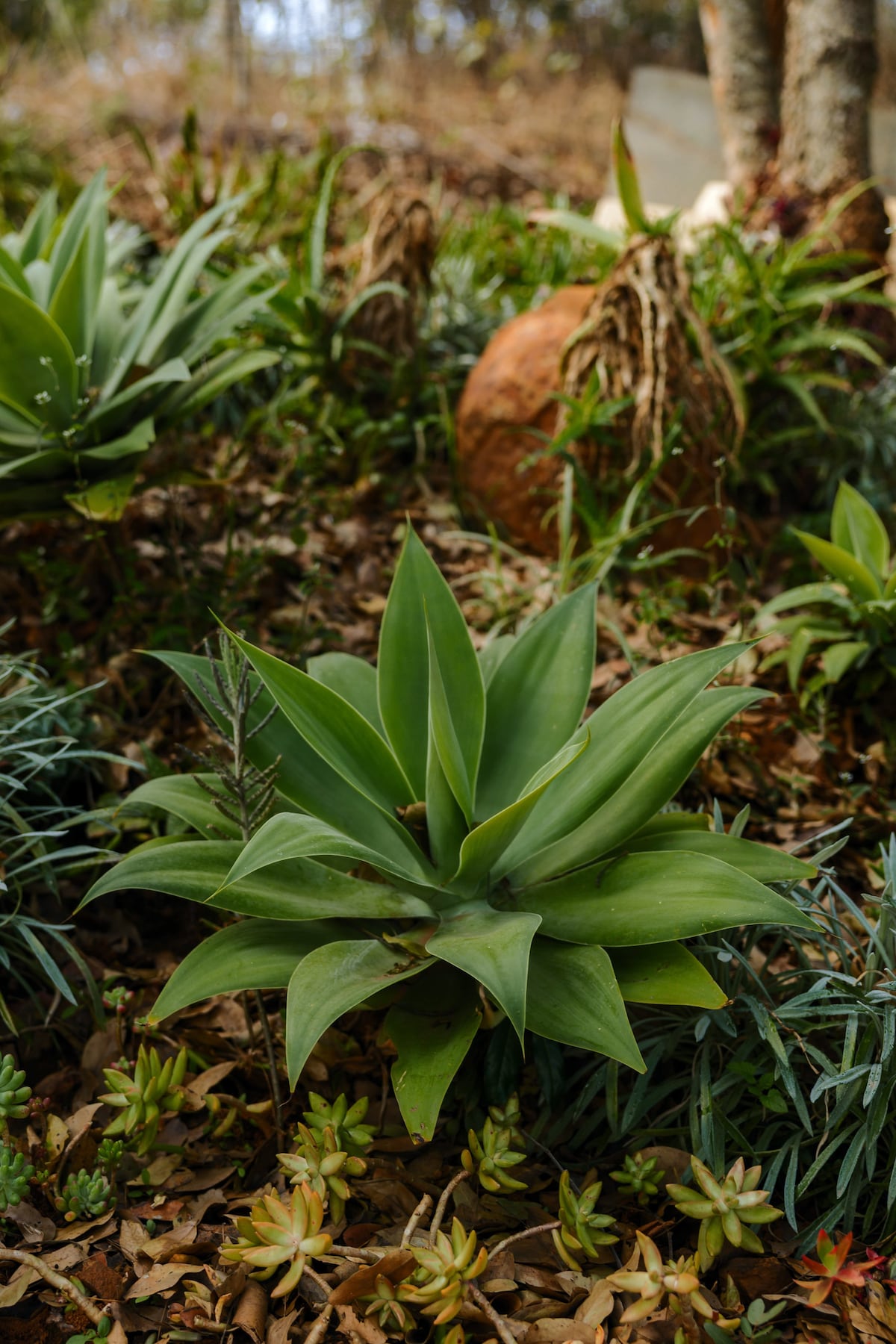 The Nest — Plant lovers dream with an extensive selection of varieties 