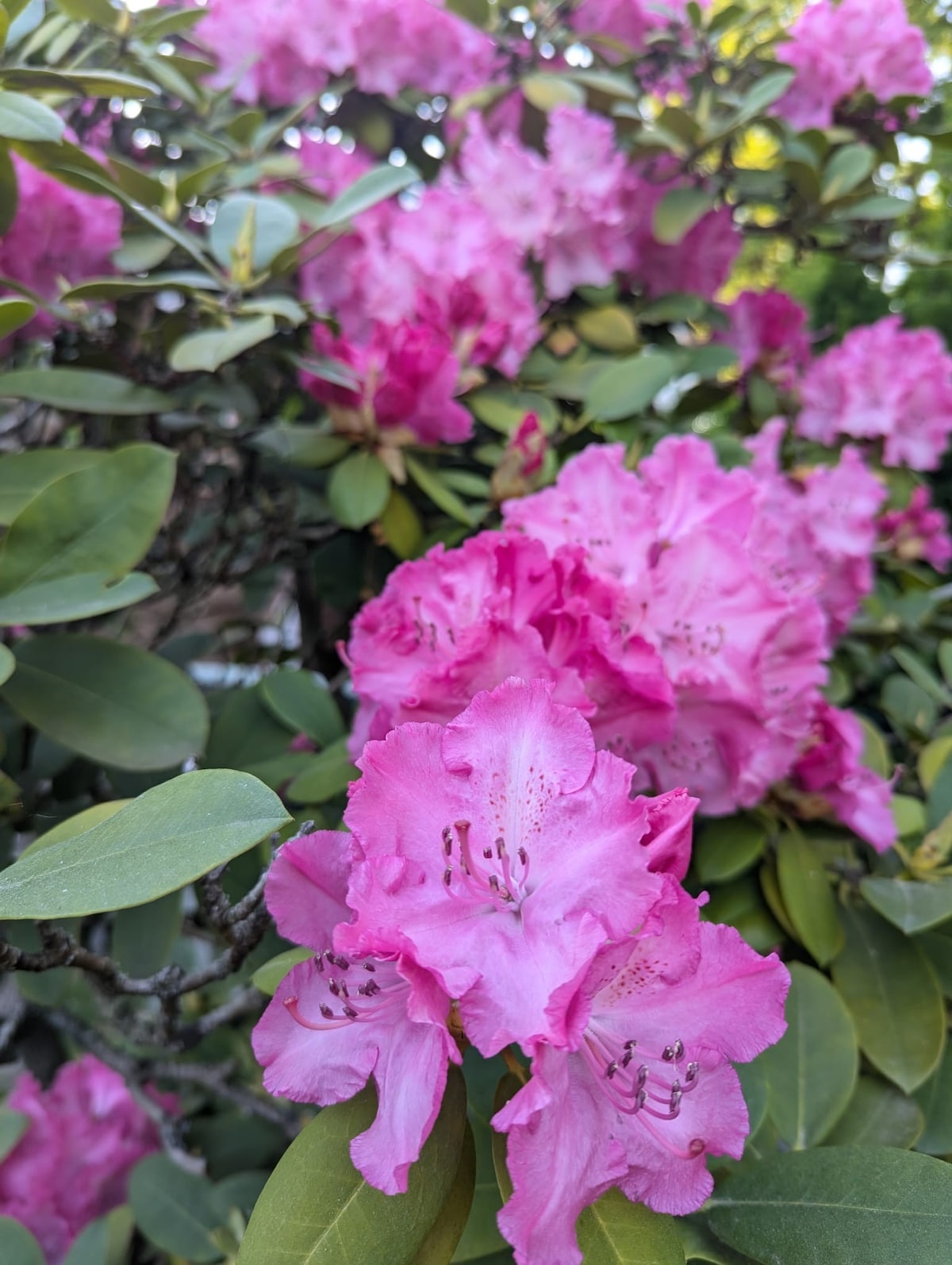 A vibrant display of pink rhododendron flowers is showcased, with lush green leaves providing a contrasting backdrop. The flowers feature delicate petals with subtle variations in shade, creating a natural, inviting atmosphere typical of a garden setting.