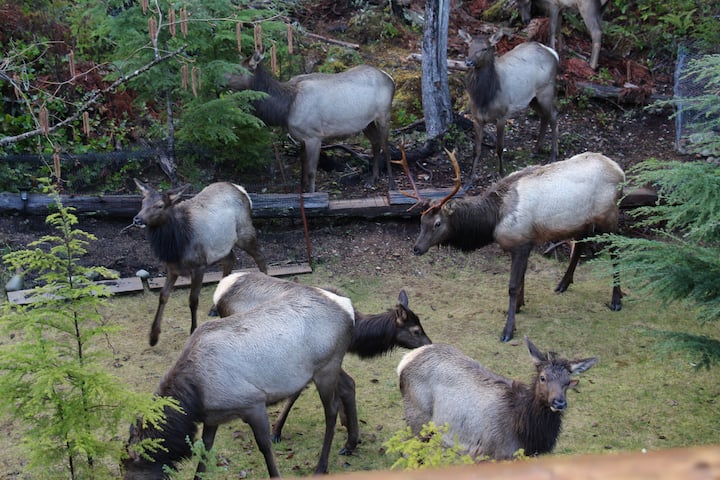 Island Escape Lakeside Retreat: 1 Hour Fr Victoria - Lake Cowichan