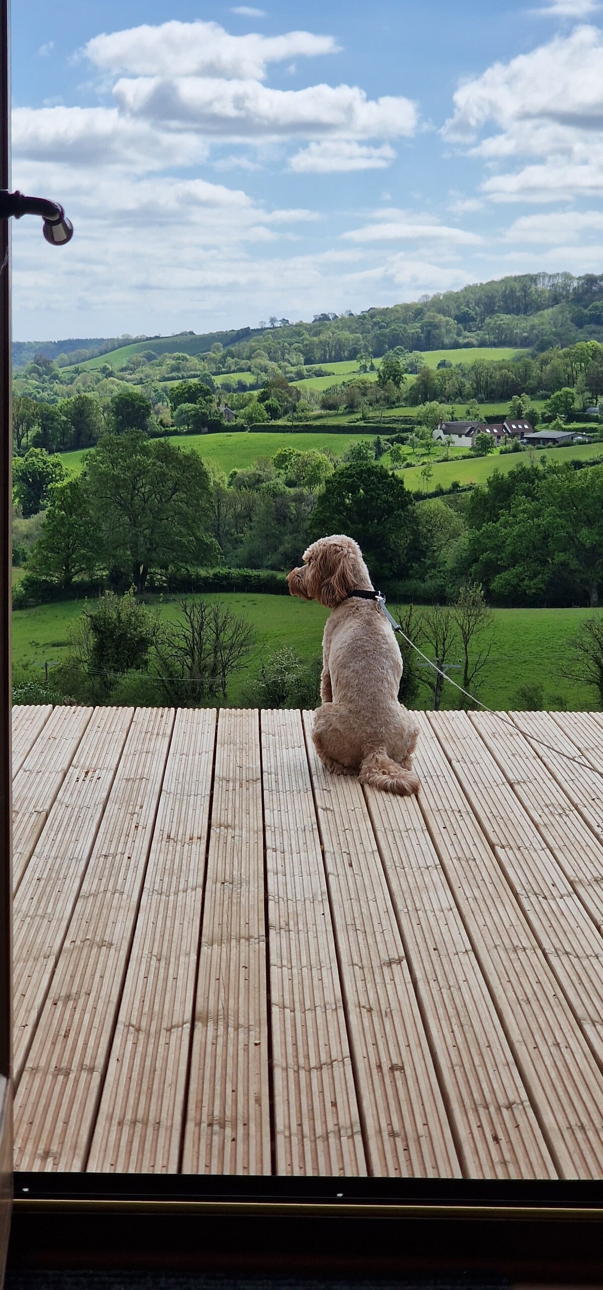 A dog is seated on a wooden deck, gazing out towards rolling green hills and a landscape dotted with trees and distant houses. The sky is partly cloudy, enhancing the serene countryside view.