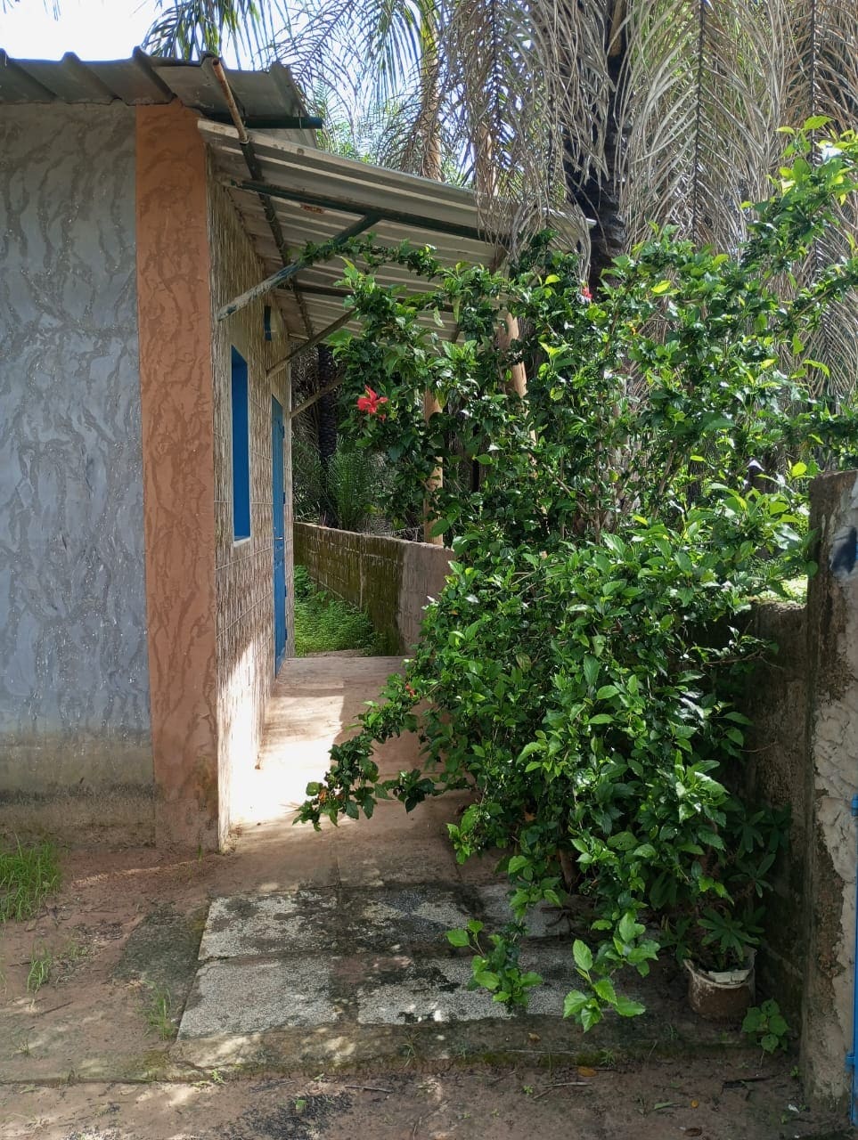 A narrow path shaded by overhanging palm trees leads to a simple building with textured walls in muted tones. Lush greenery flanks the walkway, with a flowering plant adding a splash of color. A stone surface can be seen under the foliage.