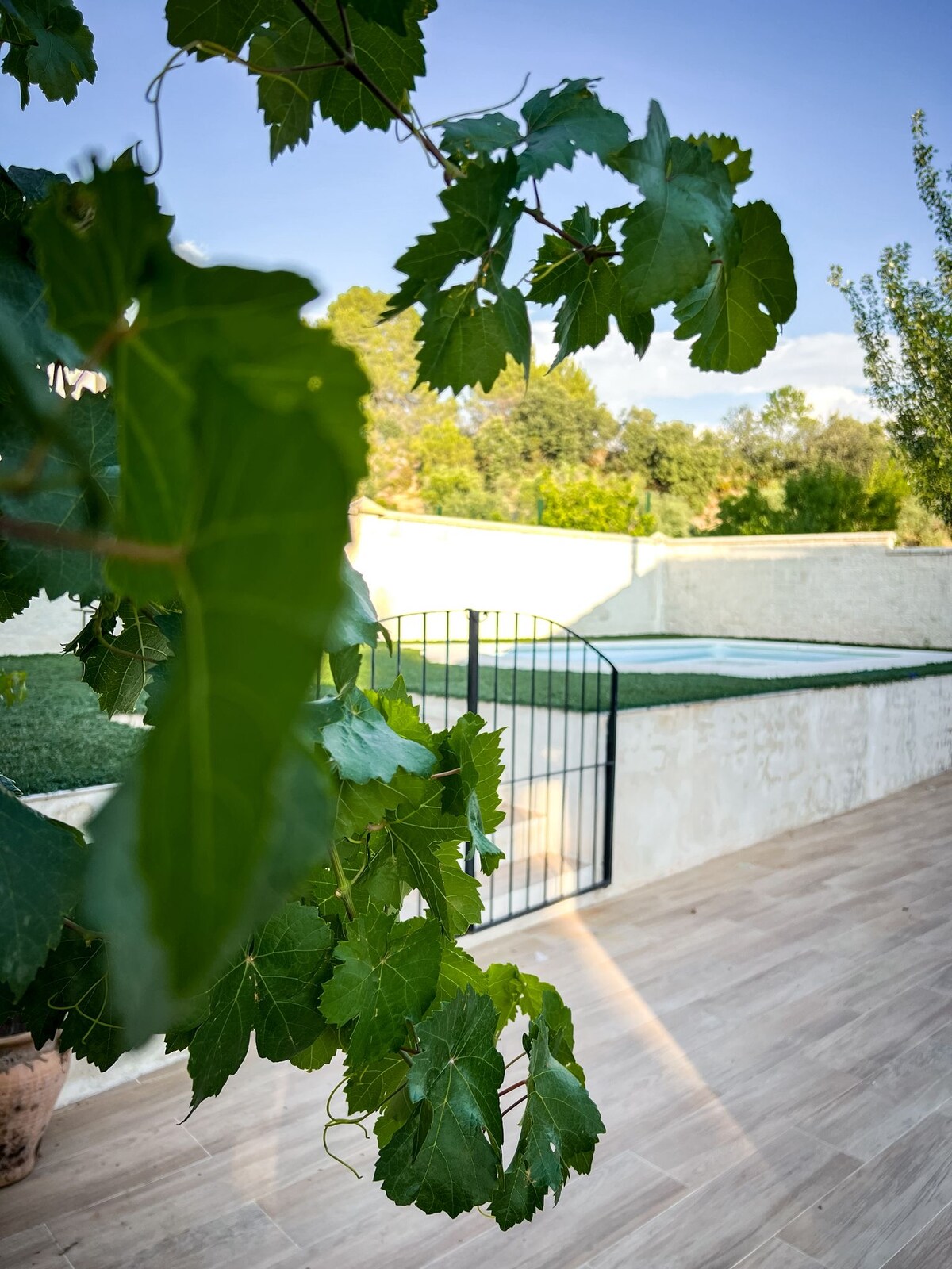 Green grape leaves frame a view of a fenced area, with a grassy surface visible beyond a stone pathway. The sunlight and surrounding trees provide a natural backdrop, enhancing the serene outdoor ambiance.