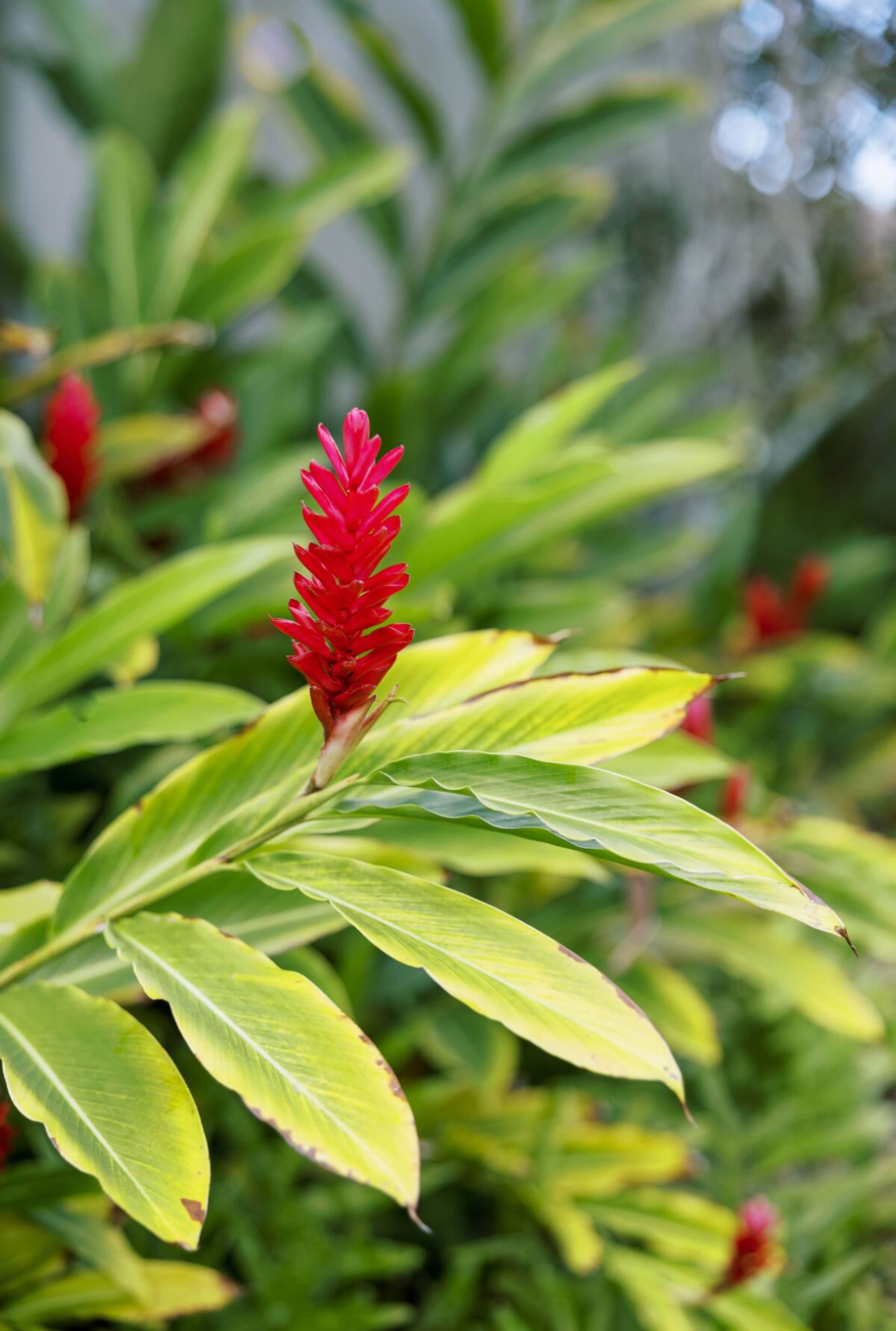 Puamana Gardens near Anini beach Winter Escape - Image 28