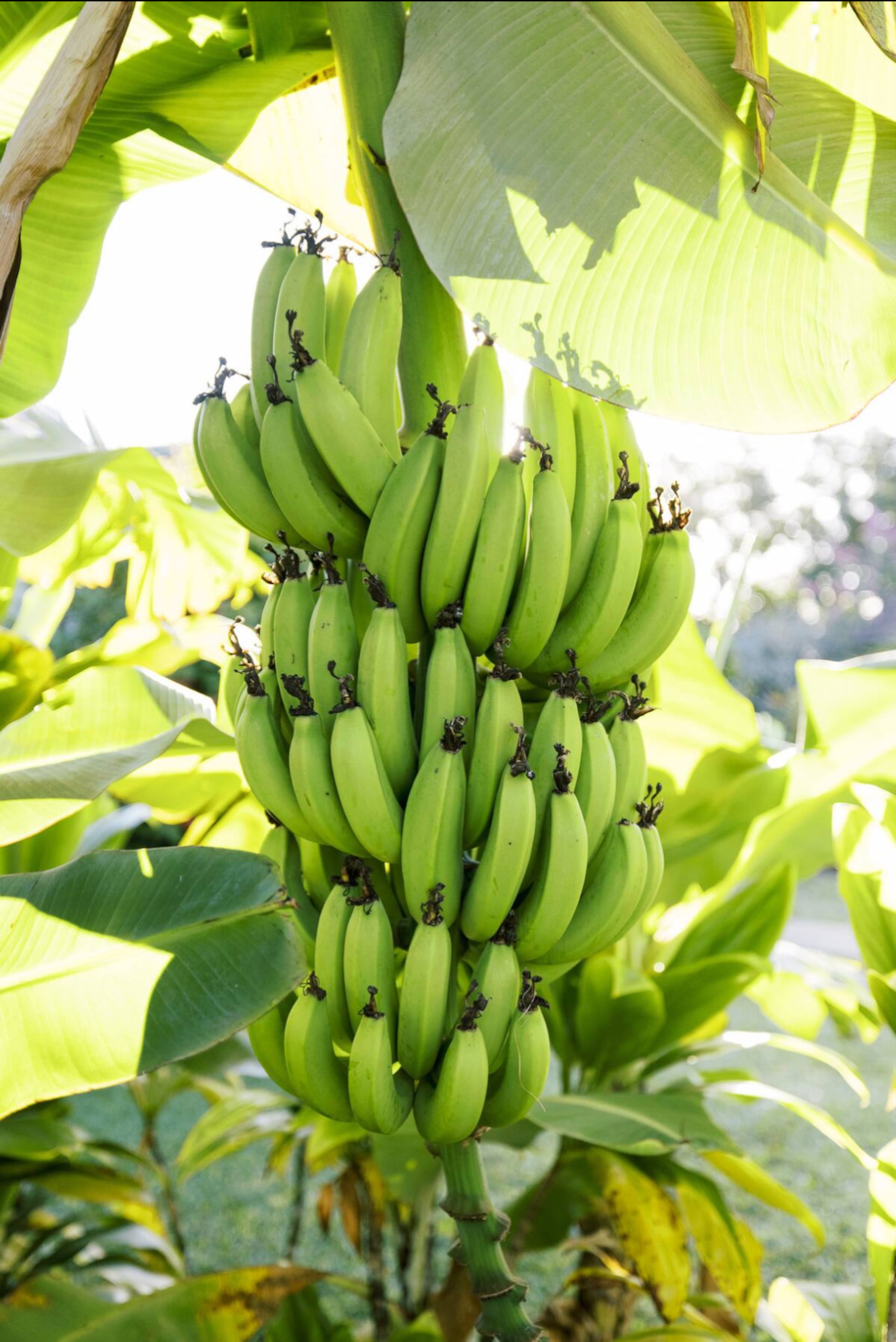 Puamana Gardens near Anini beach Winter Escape - Image 29