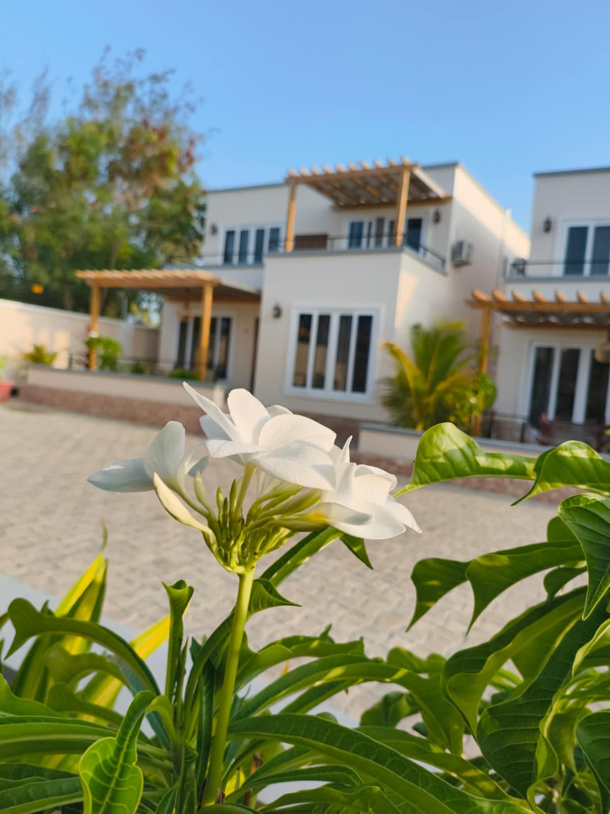 A cluster of white flowers in the foreground, softly contrasting with the greenery. In the background, the modern architecture of the apartment is visible, complemented by wooden trellises and large windows. The clear blue sky enhances the overall serene environment.
