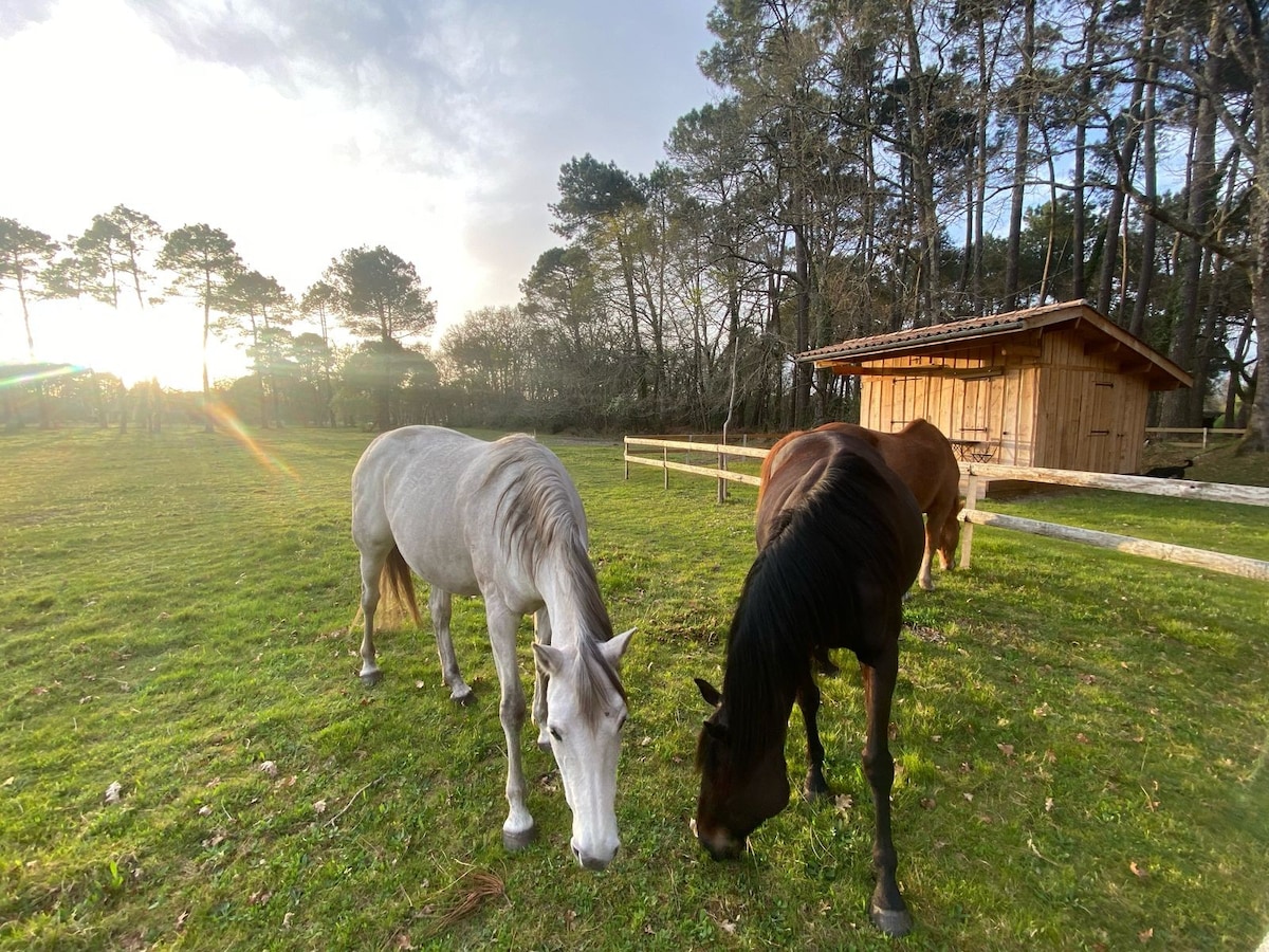 Two horses graze in a green field, surrounded by trees and a wooden structure in the background. The gentle sunlight creates a soft glow, highlighting the horses' coats and the textures of the grass. The scene embodies a peaceful, natural setting.