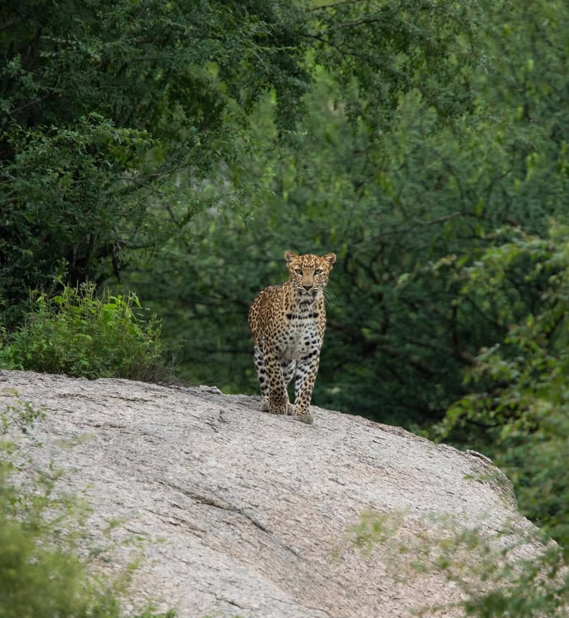 A leopard is seen standing on a rocky outcrop amidst lush greenery. The animal's distinct spotted coat contrasts with the surrounding vegetation, highlighting its natural camouflage. Dense foliage frames the scene, providing a glimpse into the vibrant wildlife habitat.