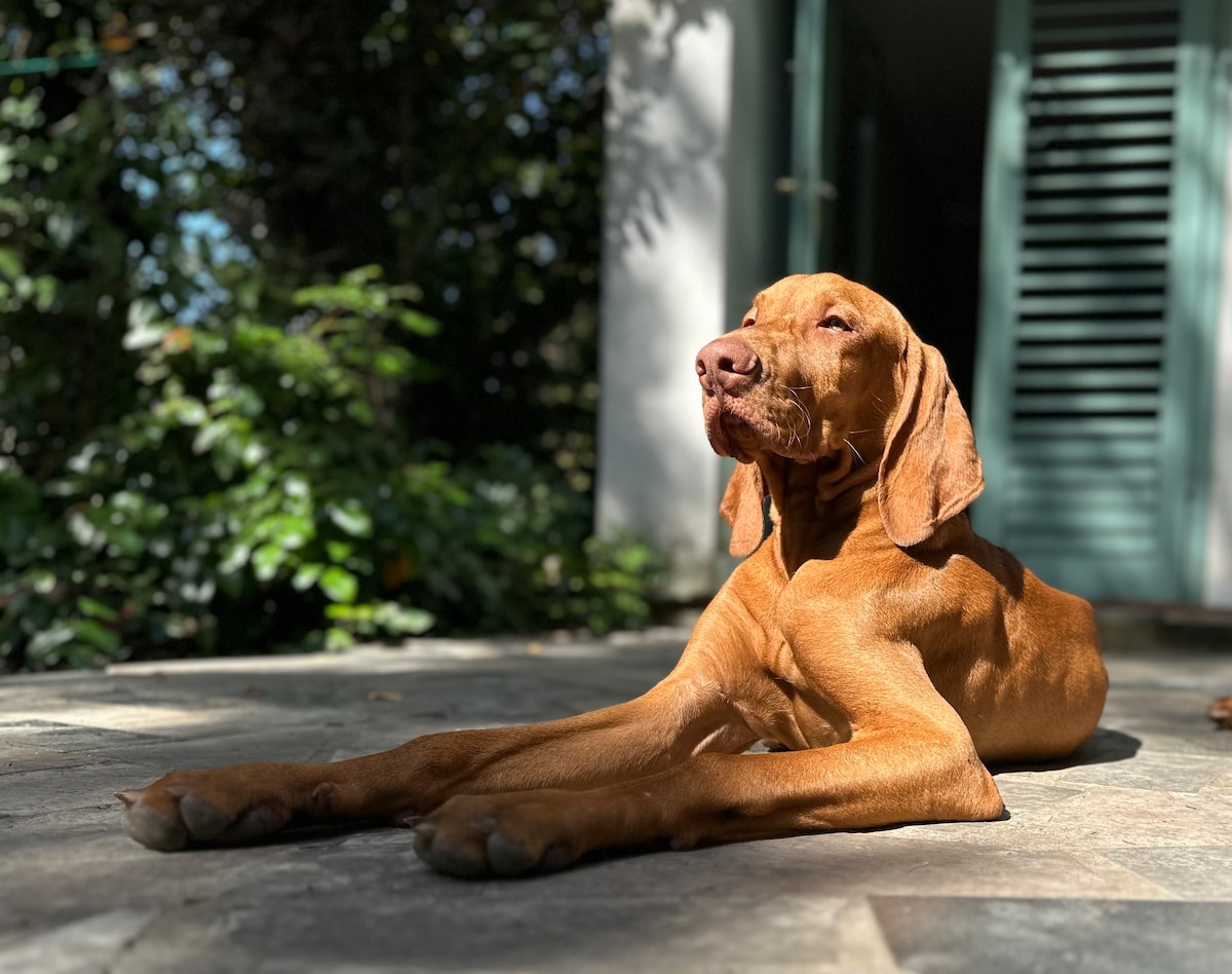 A relaxing dog is lying on a stone surface, basking in the sunlight. The surrounding area features lush green foliage, indicating a serene outdoor environment. Soft shadows create a gentle interplay of light and texture on the dog's coat.