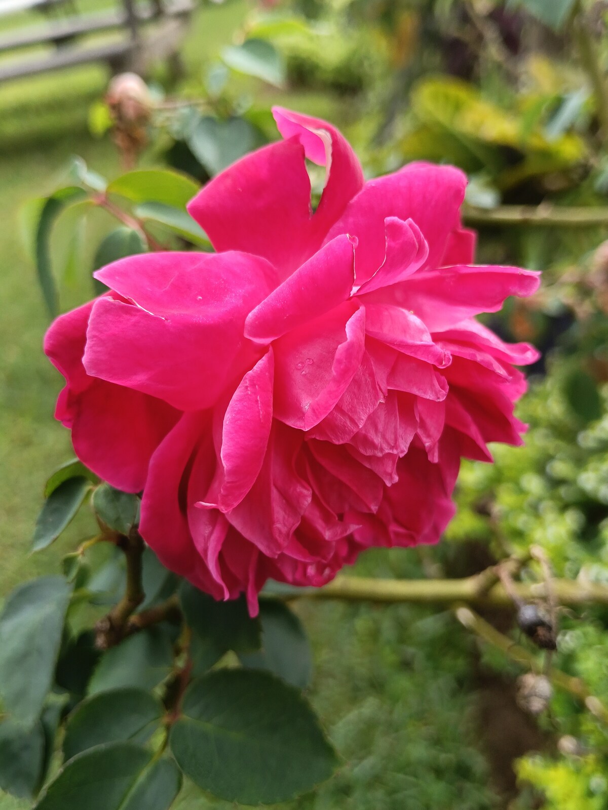 A vibrant pink rose blooms against a backdrop of lush greenery. The petals display varying shades of pink, showcasing softness and texture. The flower is positioned close to the camera, emphasizing its intricate layers and delicate structure.