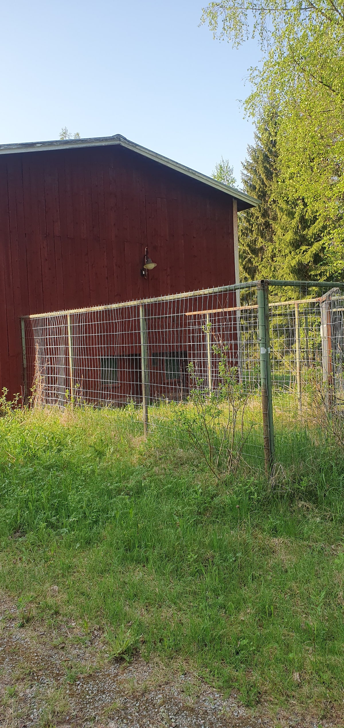 A red wooden structure is partially visible in the background, surrounded by greenery. A fenced area made of metal mesh runs alongside the building, indicating a space for pets. Sunlight filters through the trees, illuminating the grass and foliage around the property.