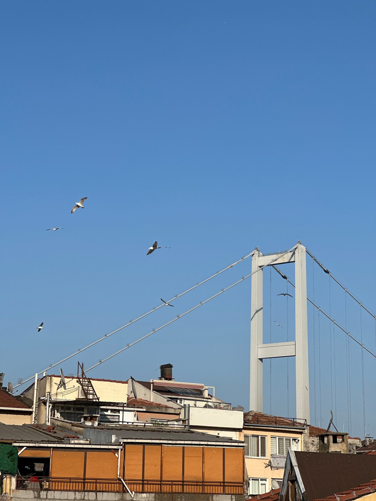 A bridge with a towering white structure is visible, connecting two landmasses. Beneath, rooftops with various colored tiles and textures are seen. A clear blue sky is present, with several birds flying overhead, adding to the scene's lively ambiance.