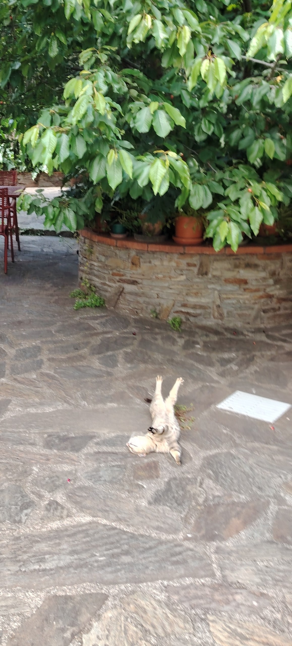 A stone-paved outdoor area is surrounded by lush greenery, featuring a large tree with dense leaves. A small animal is seen lying on the ground, while nearby potted plants and a tall piece of furniture can be observed in the background.