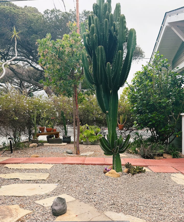 Casa Cactus - Pet Friendly -Steps from State St - Houses for Rent in Santa  Barbara, California, United States - Airbnb