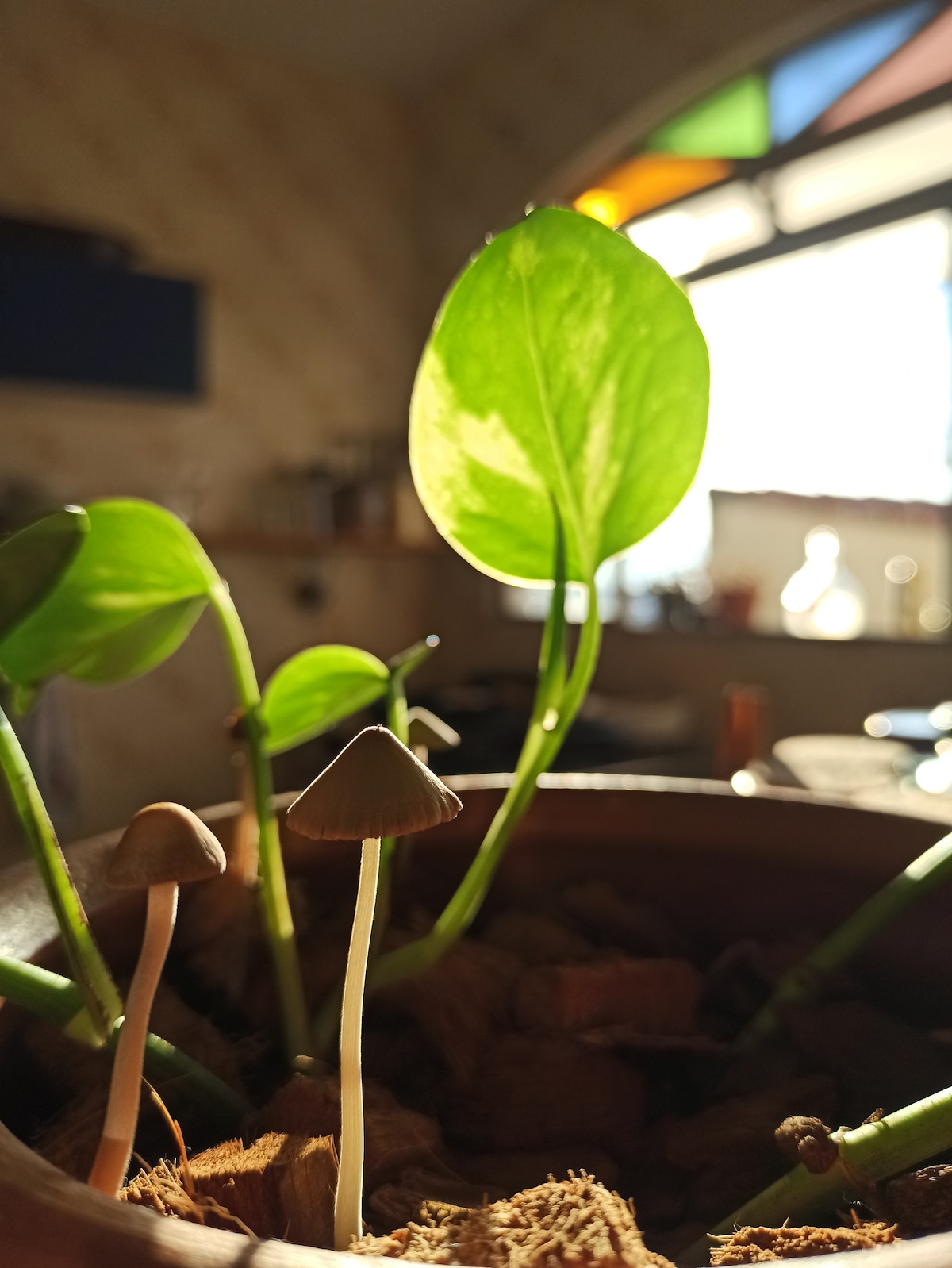 A potted plant displays vibrant green leaves reaching upwards, accompanied by small mushrooms emerging from the soil. The light from a nearby window casts gentle shadows, highlighting the textures of the leaves and the earthy tones of the potting material.