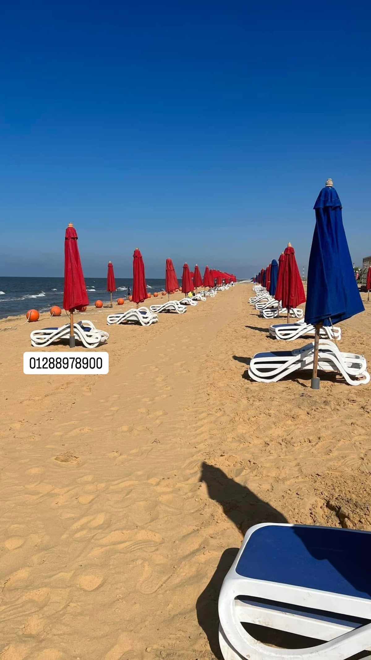 A sandy beach features rows of white lounge chairs lined under a series of red and blue umbrellas. The clear blue sky complements the calm sea in the background, while beach balls dot the shore, inviting relaxation.
