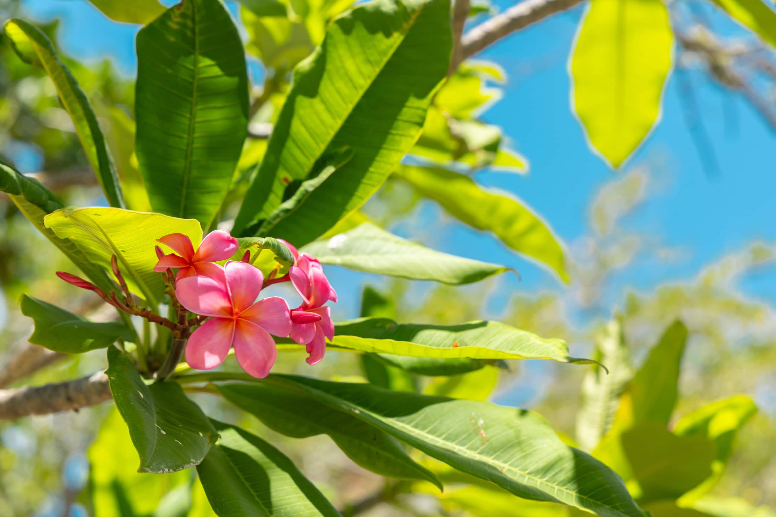 Home in Kahuku · ★5.0 · 3 bedrooms · 3 beds · 2.5 private baths - Image 83