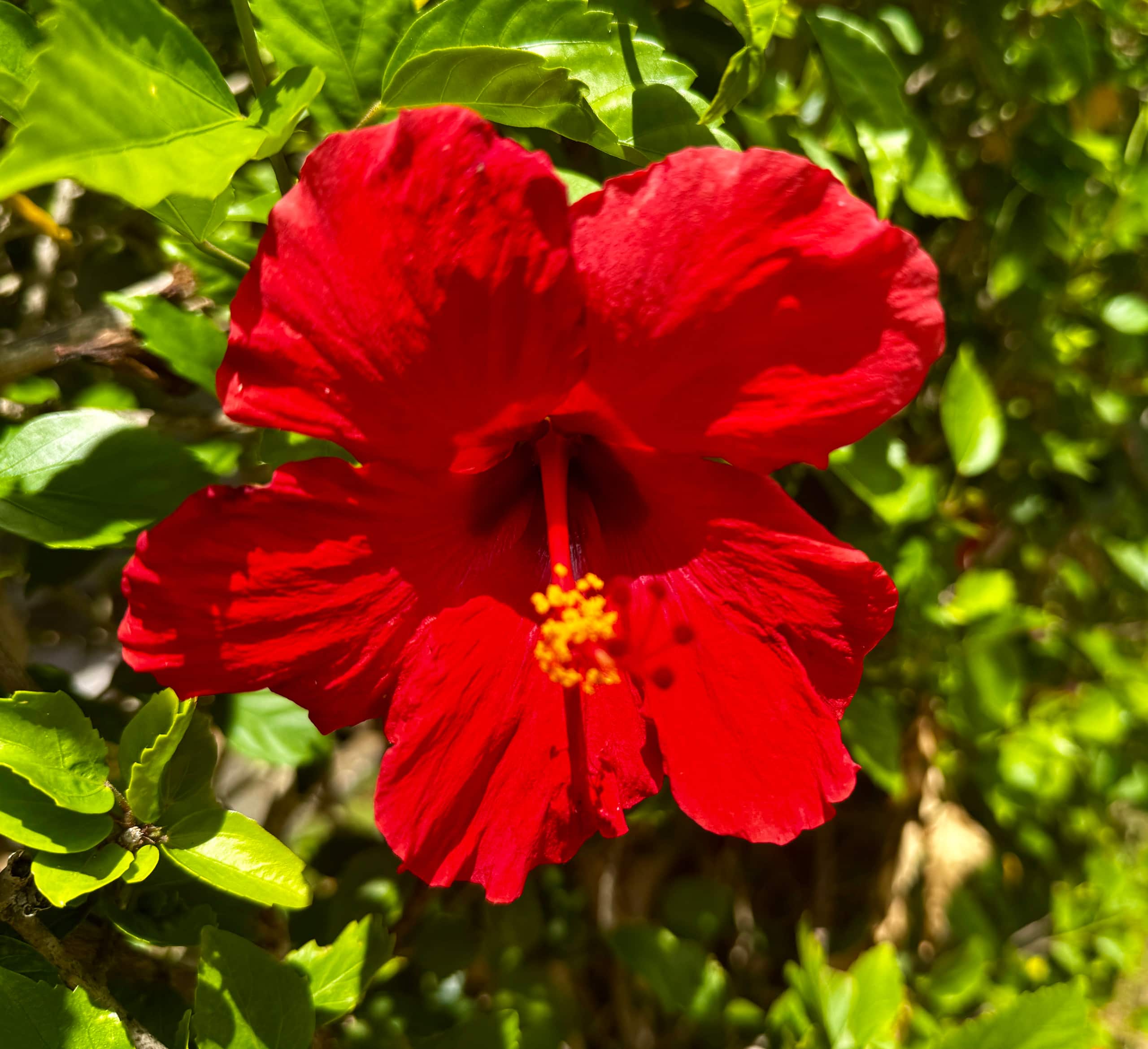 Condo in Princeville · ★5.0 · 1 bedroom · 3 beds · 2 private baths - Image 47