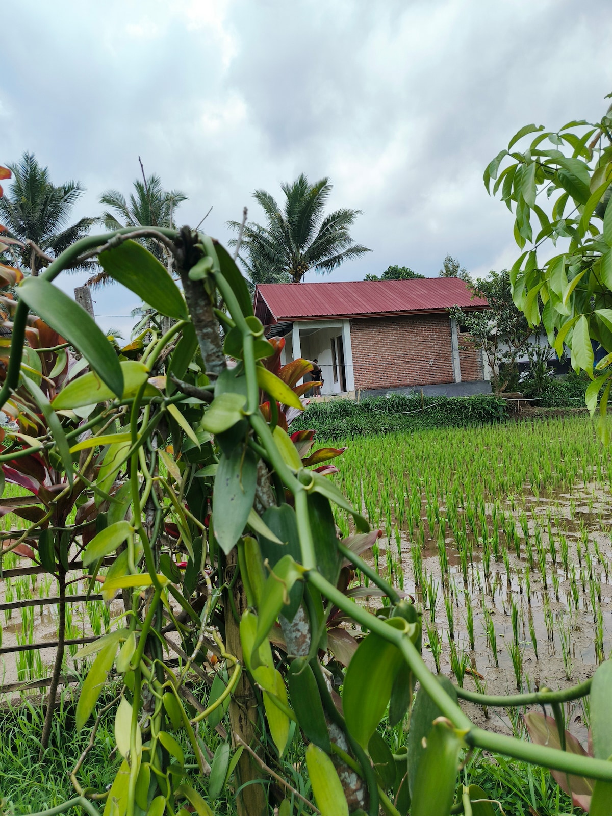 A rural landscape is visible, featuring a building with a red roof situated behind lush green rice paddies. Tropical trees surround the area, and climbing plants can be seen in the foreground, adding to the natural environment.