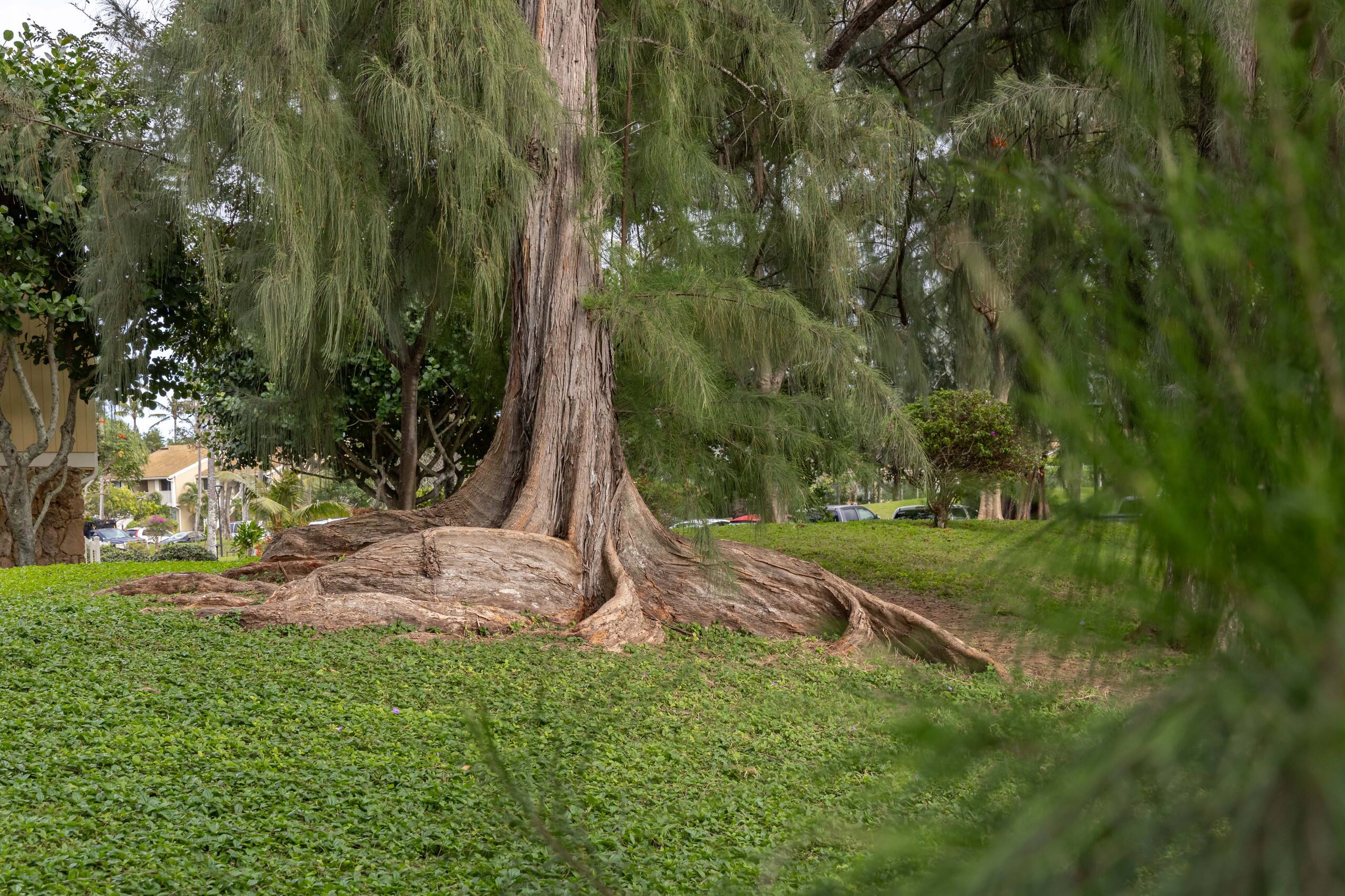 Pualani at Turtle Bay - Image 102