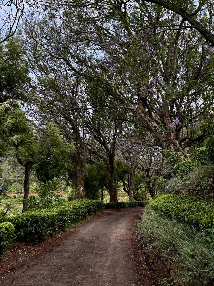 The Yellow Tulip | Hill House, Coonoor - Houses for Rent in