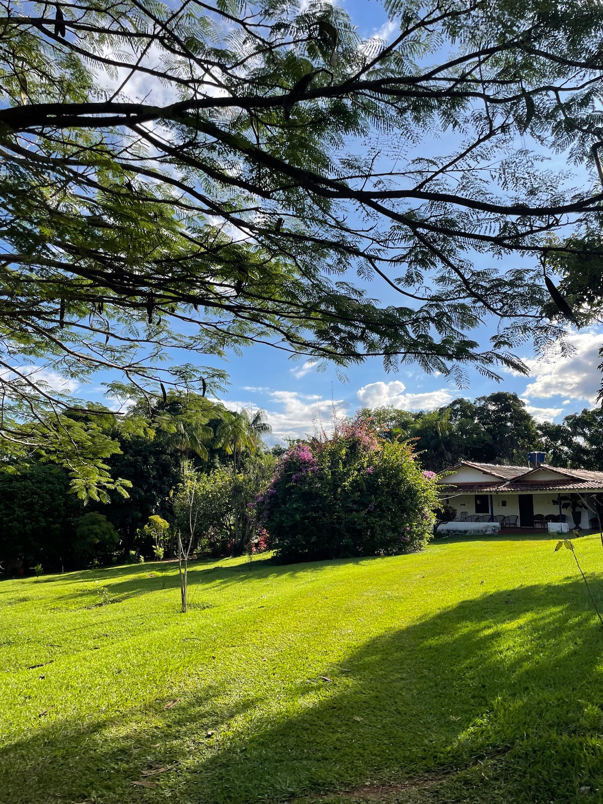 A lush green lawn stretches under a clear blue sky, with sunlight filtering through leafy branches. Colorful flowering bushes are visible in the distance, adding to the natural surroundings. A single tree stands in the foreground, enhancing the serene outdoor environment.