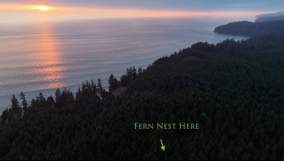 The Fern Nest, a tiny cabin in old-growth forest, Jordan River, British Columbia, Canada, photo 9 of 10