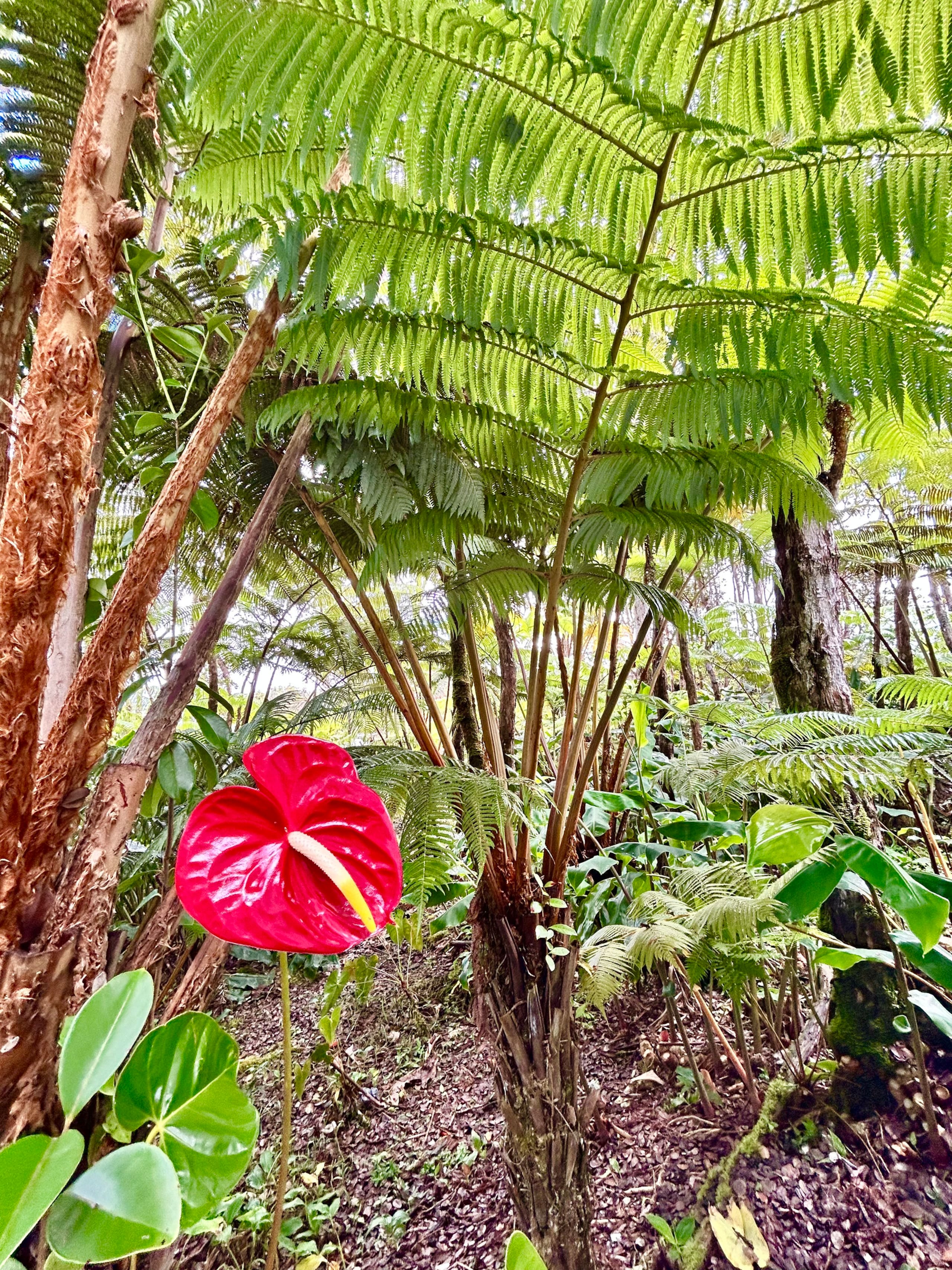 Hale Ohana- Volcano, HI - Photo 35
