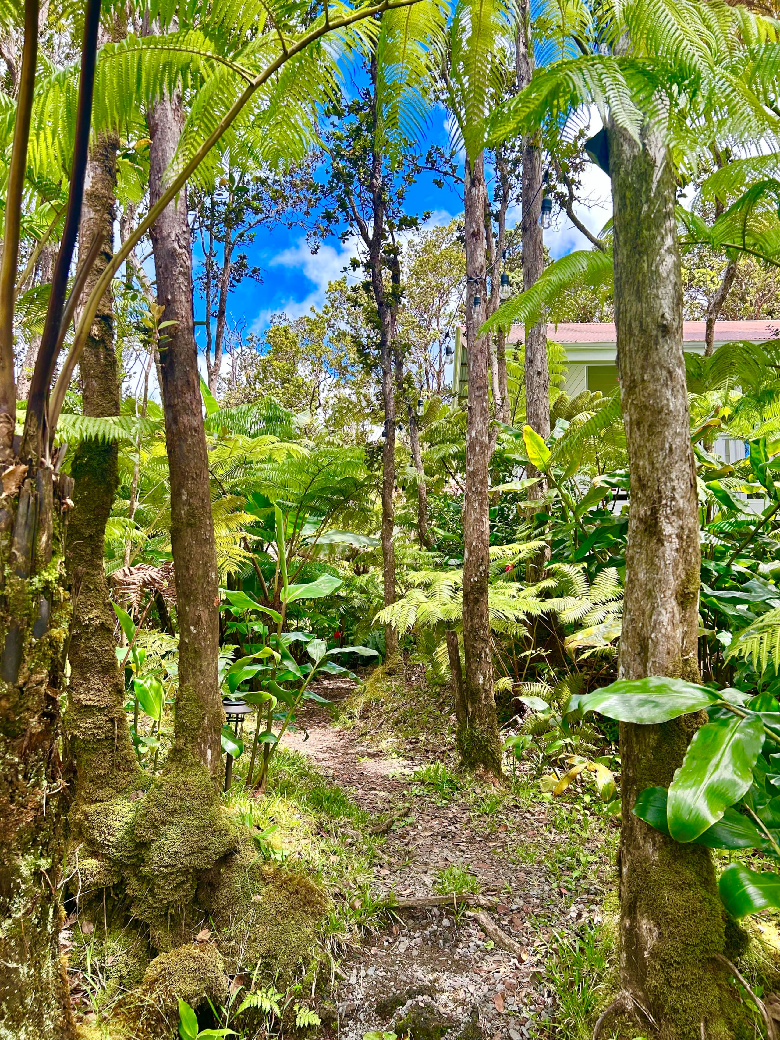 Hale Ohana- Volcano, HI - Photo 38