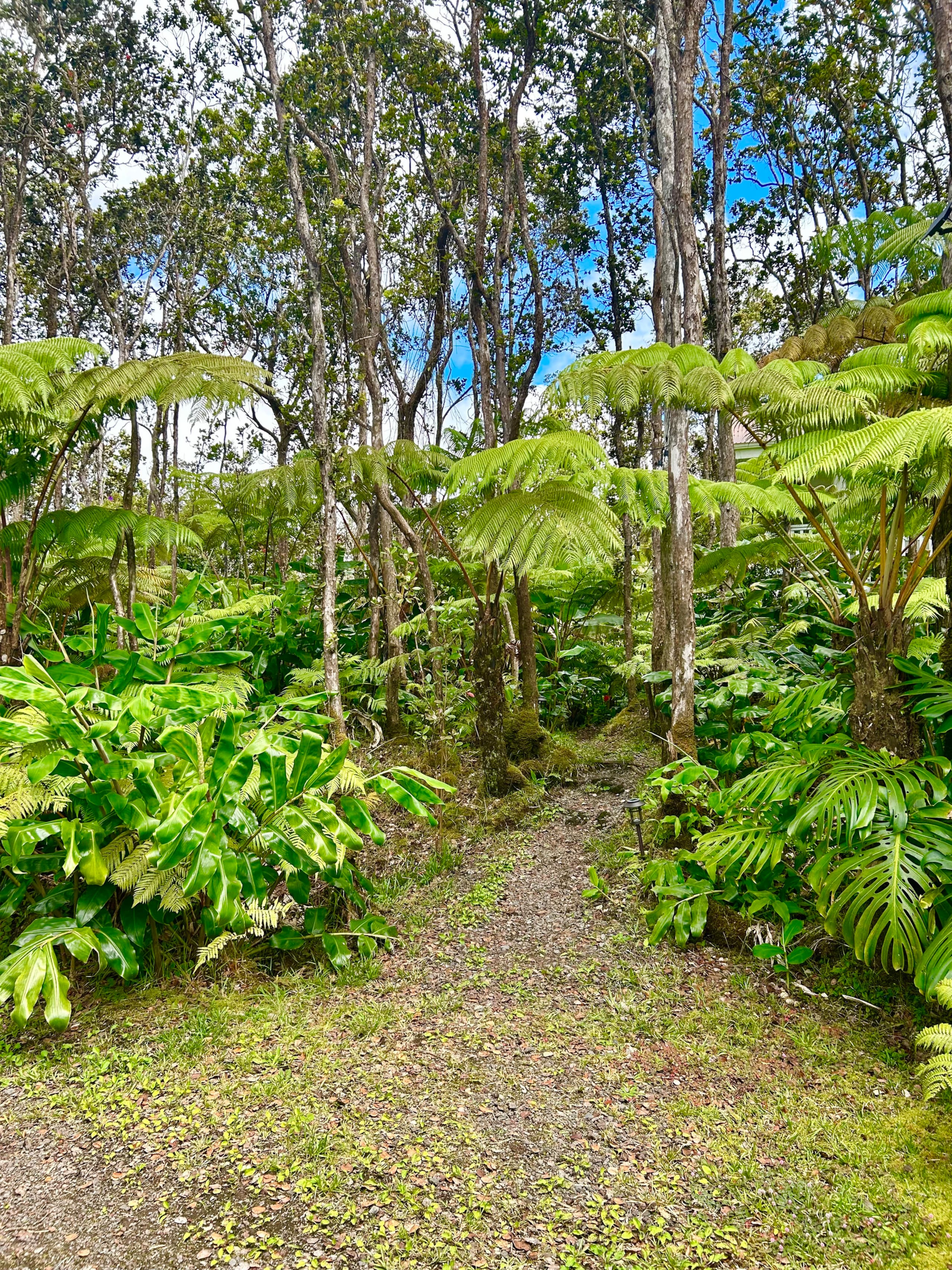 Hale Ohana- Volcano, HI - Photo 39