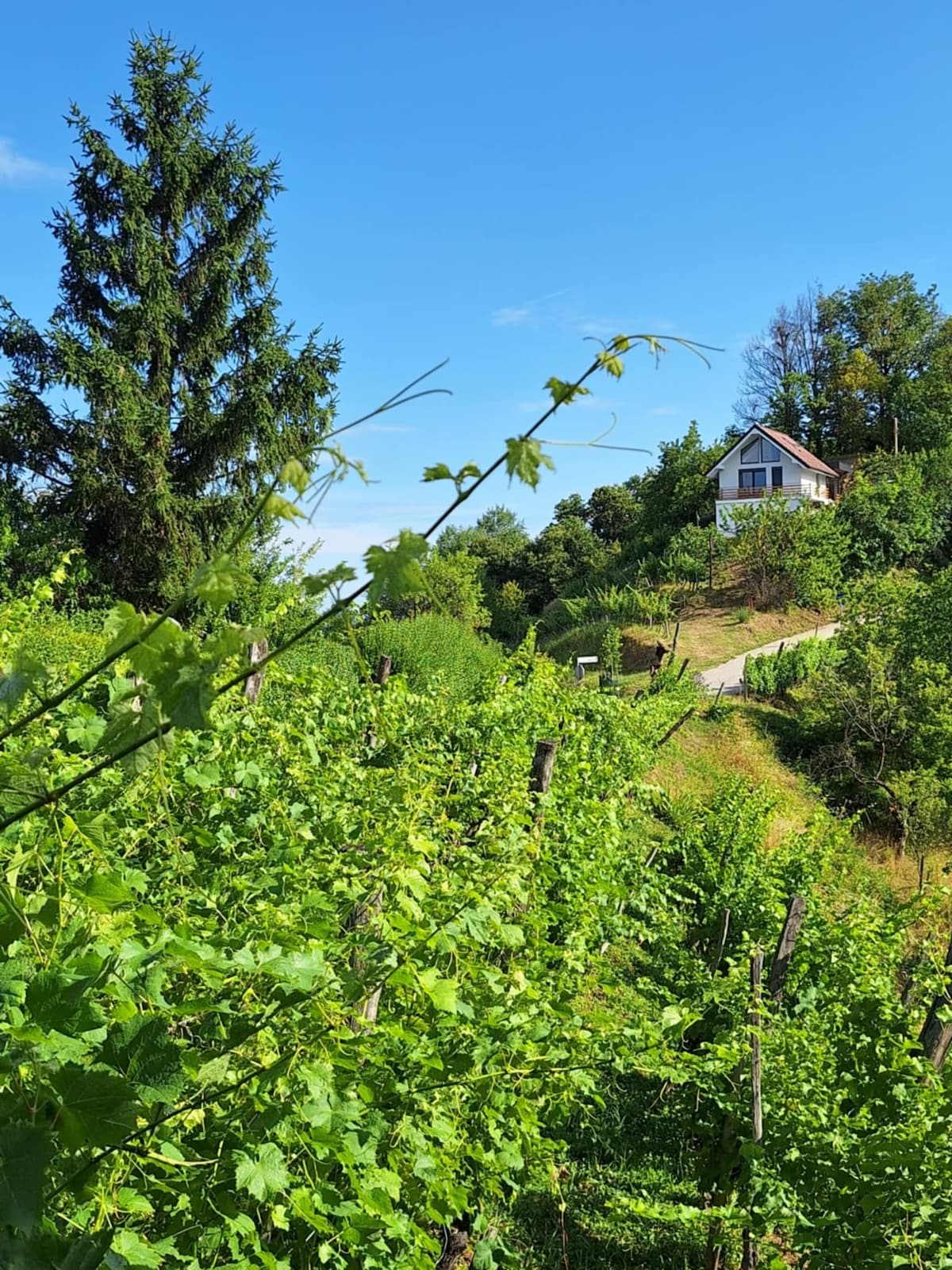A charming house is nestled among lush green vineyards, set against a clear blue sky. Surrounding trees provide a natural backdrop, while a pathway leads gently up to the property, enhancing the serene rural landscape.