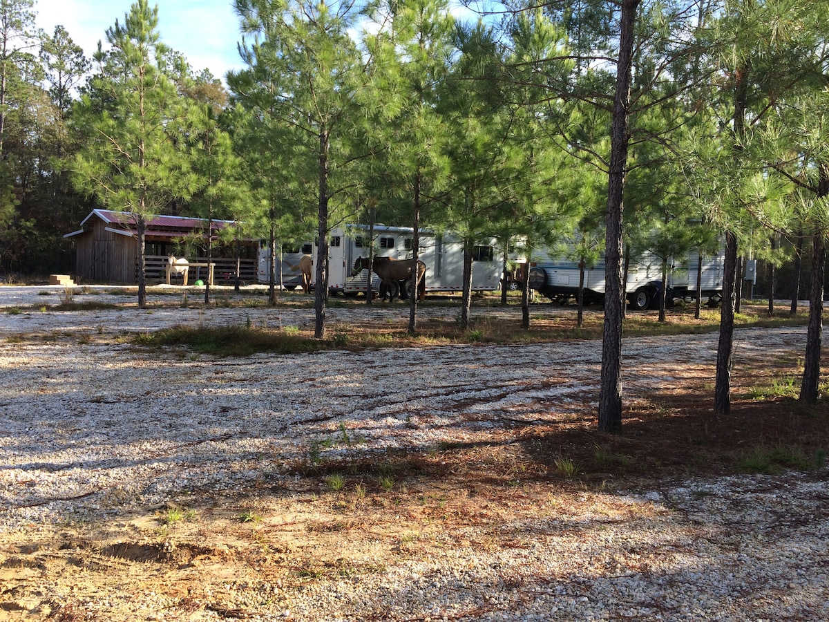 A spacious gravel area is surrounded by tall pine trees, providing a serene backdrop. Several horse trailers and a barn are visible among the trees, indicating outdoor accommodations for horses. The clear blue sky adds to the calming atmosphere of the property.