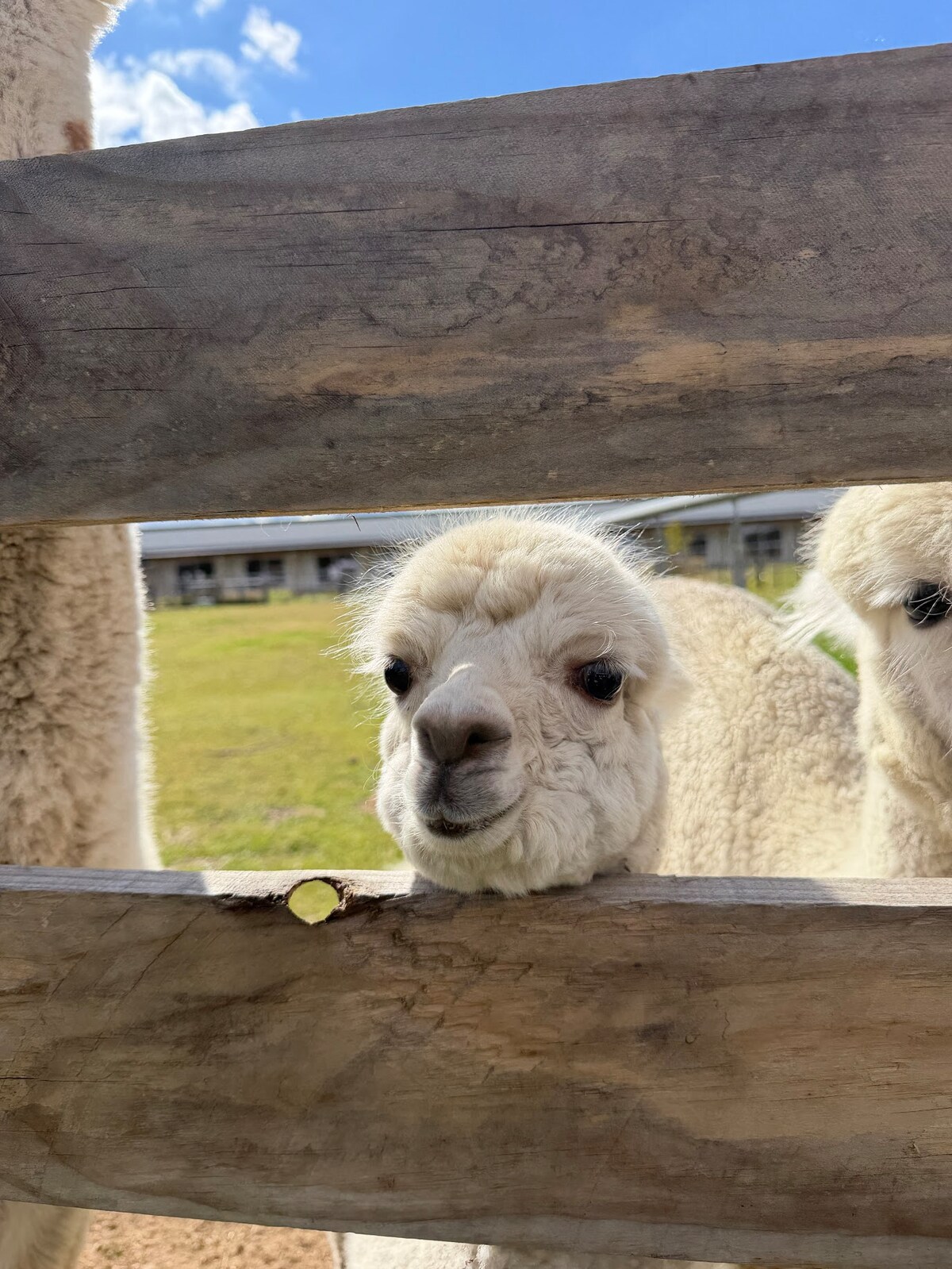 Studio Apartment with Alpacas at Hideaway - Guest suites for Rent