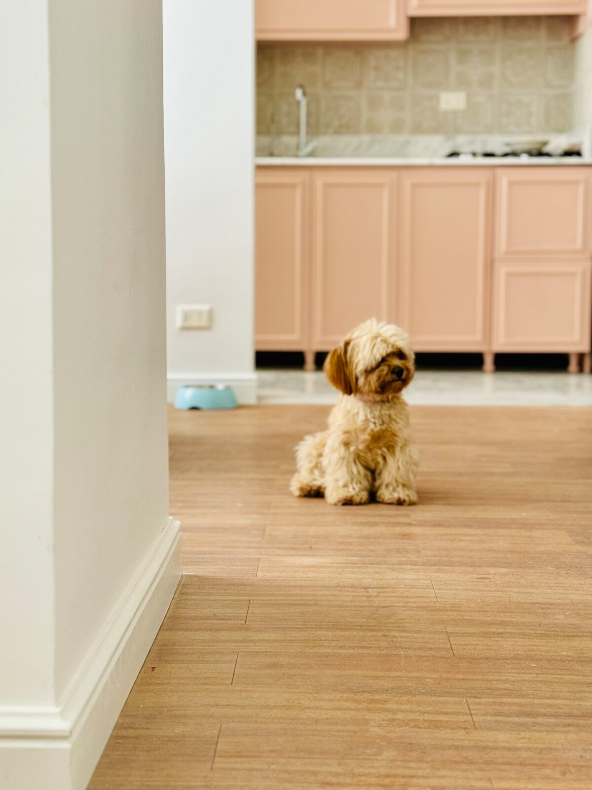 A small, fluffy dog sits on the hardwood floor, looking towards the kitchen area. Pale pink cabinetry is visible in the background, along with a stovetop. A light blue pet bowl can be seen on the floor, adding a touch of color to the space.