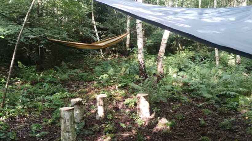 A secluded forest area features two hanging hammocks under a tarp, surrounded by lush green ferns and trees. A simple seating arrangement is created with four wooden stumps placed in a circular formation on the forest floor.