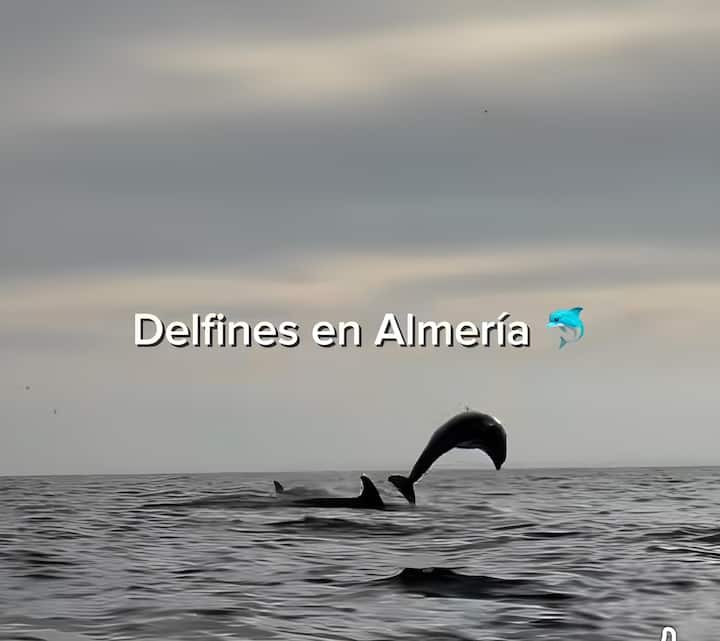 Delfines en la costa de Almería: excursiones inolvidables.