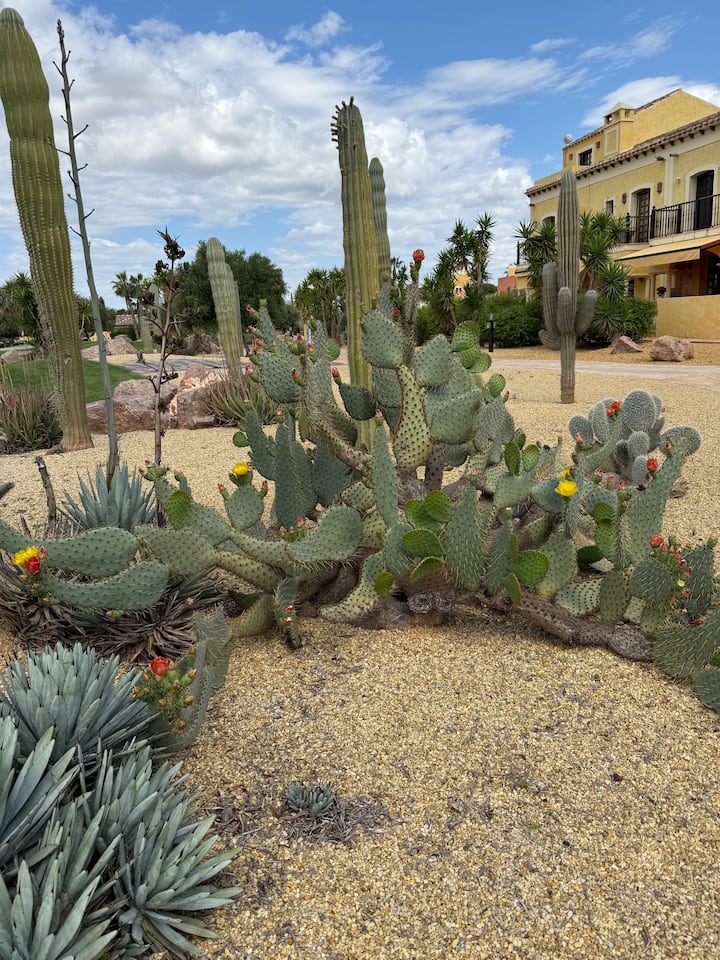 Jardines desérticos con chumberas en flor.